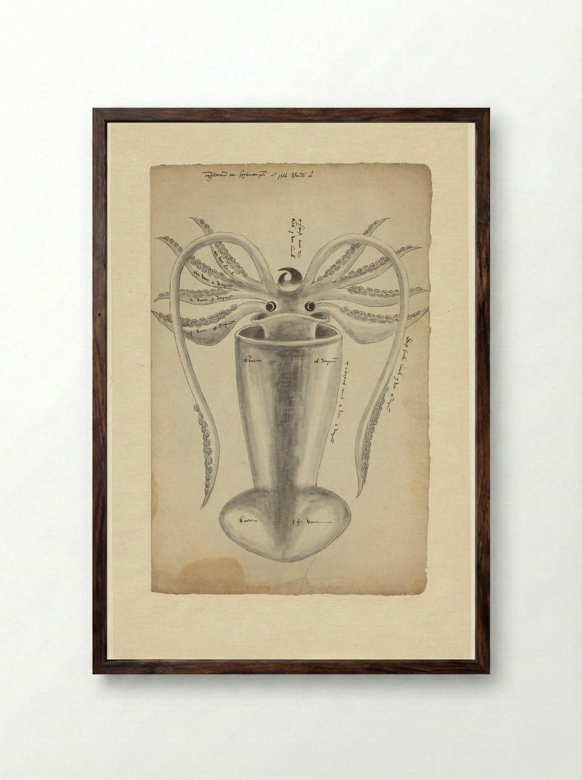 Pijlinktvis (Squid Study) - Adriaen Coenen - Framed Print Dark Wood