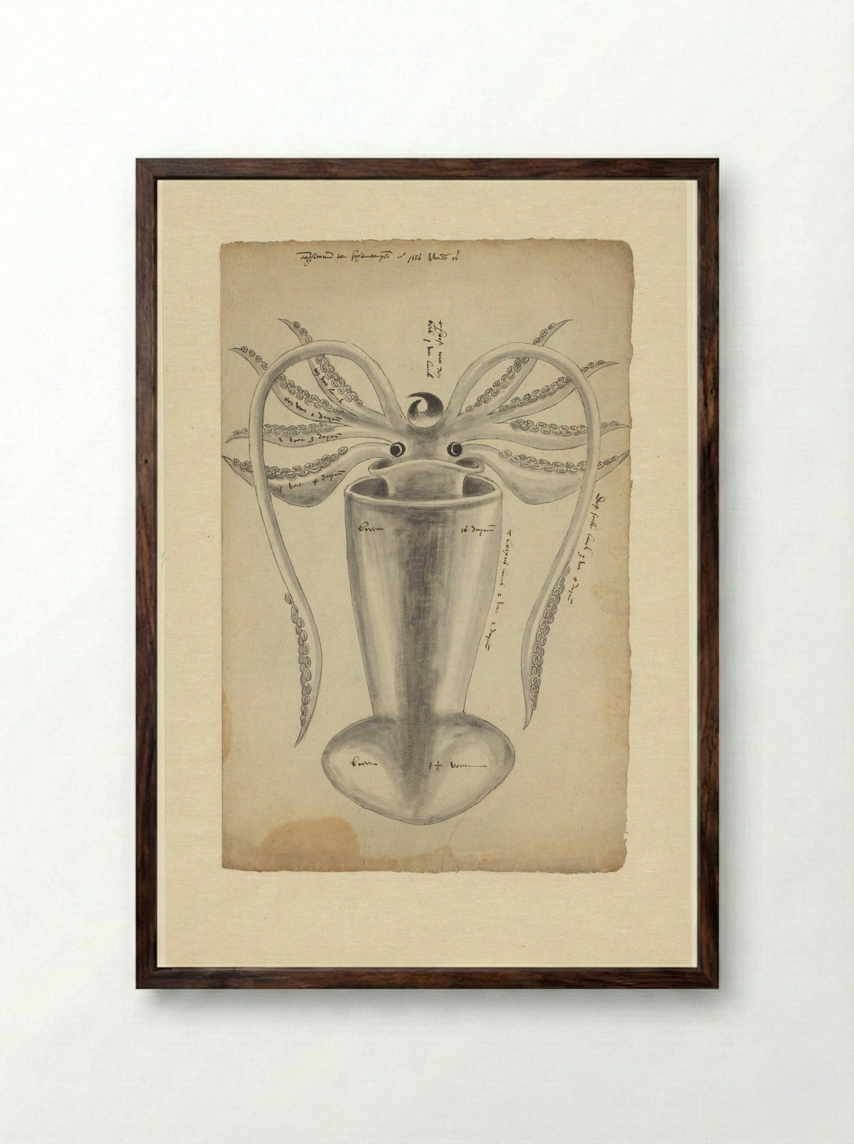 Pijlinktvis (Squid Study) - Adriaen Coenen - Framed Print Dark Wood
