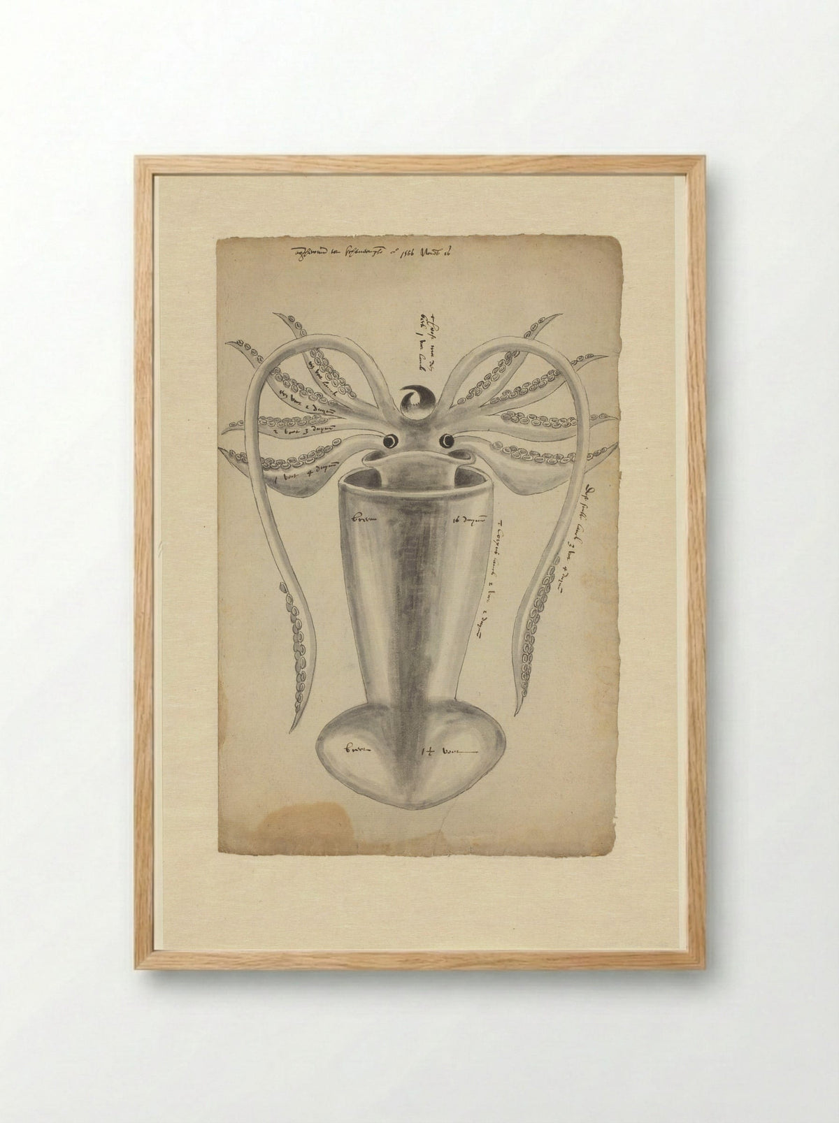 Pijlinktvis (Squid Study) - Adriaen Coenen - Framed Print Wood