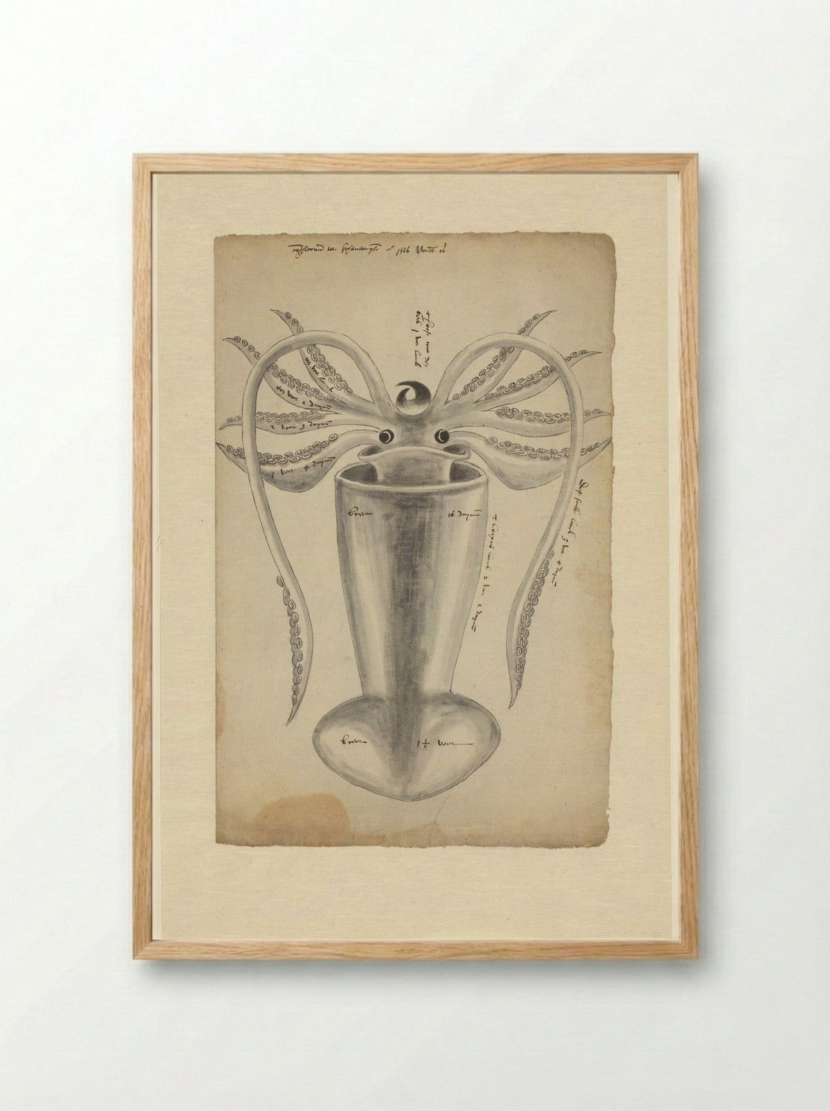Pijlinktvis (Squid Study) - Adriaen Coenen - Framed Print Wood