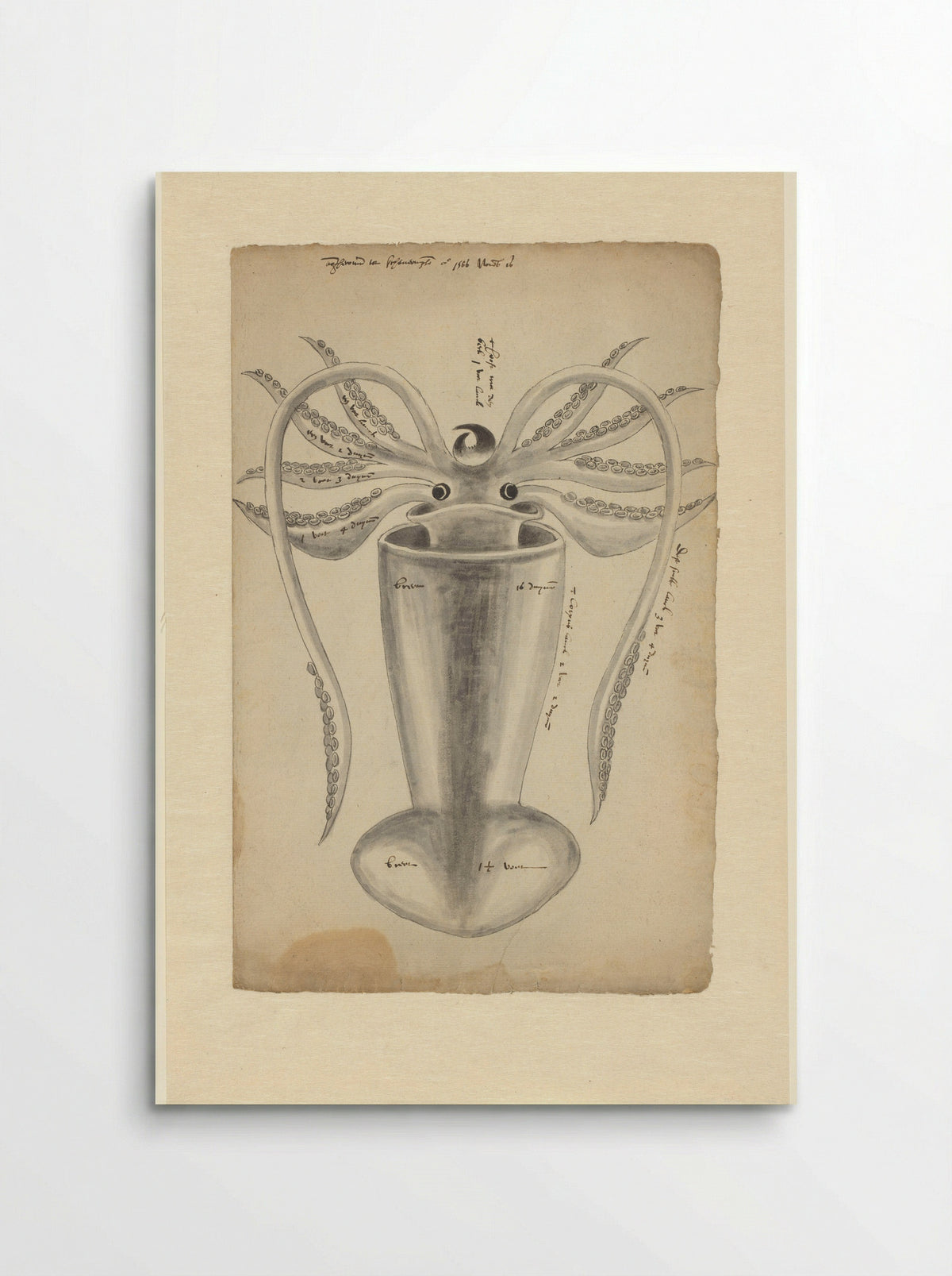 Pijlinktvis (Squid Study) - Adriaen Coenen - Poster
