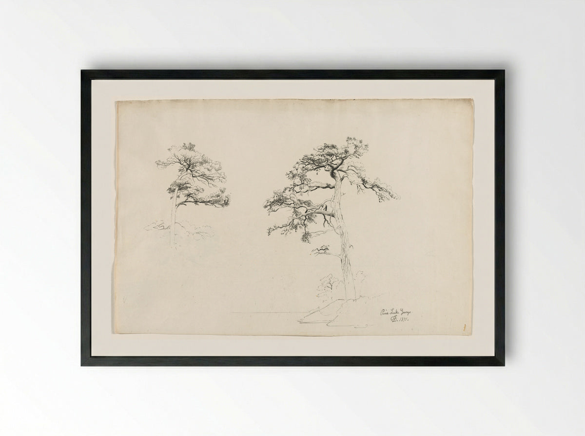 Pine, Lake George - David Johnson - Framed Print Black