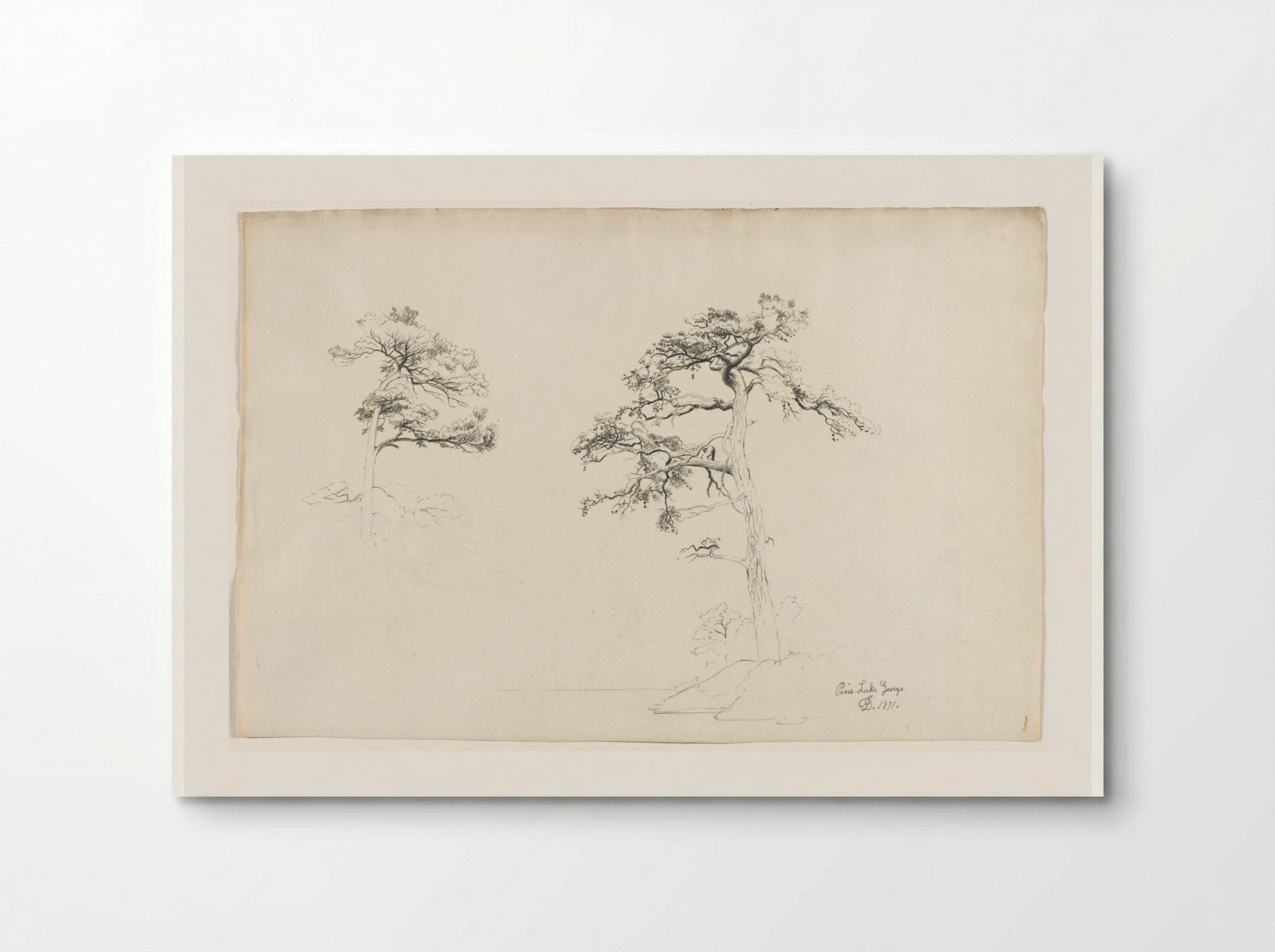Pine, Lake George - David Johnson - Poster