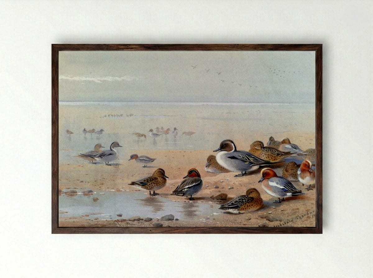 Pintail, Teal And Wigeon, On The Seashore - Archibald Thorburn - Framed Print Dark Wood