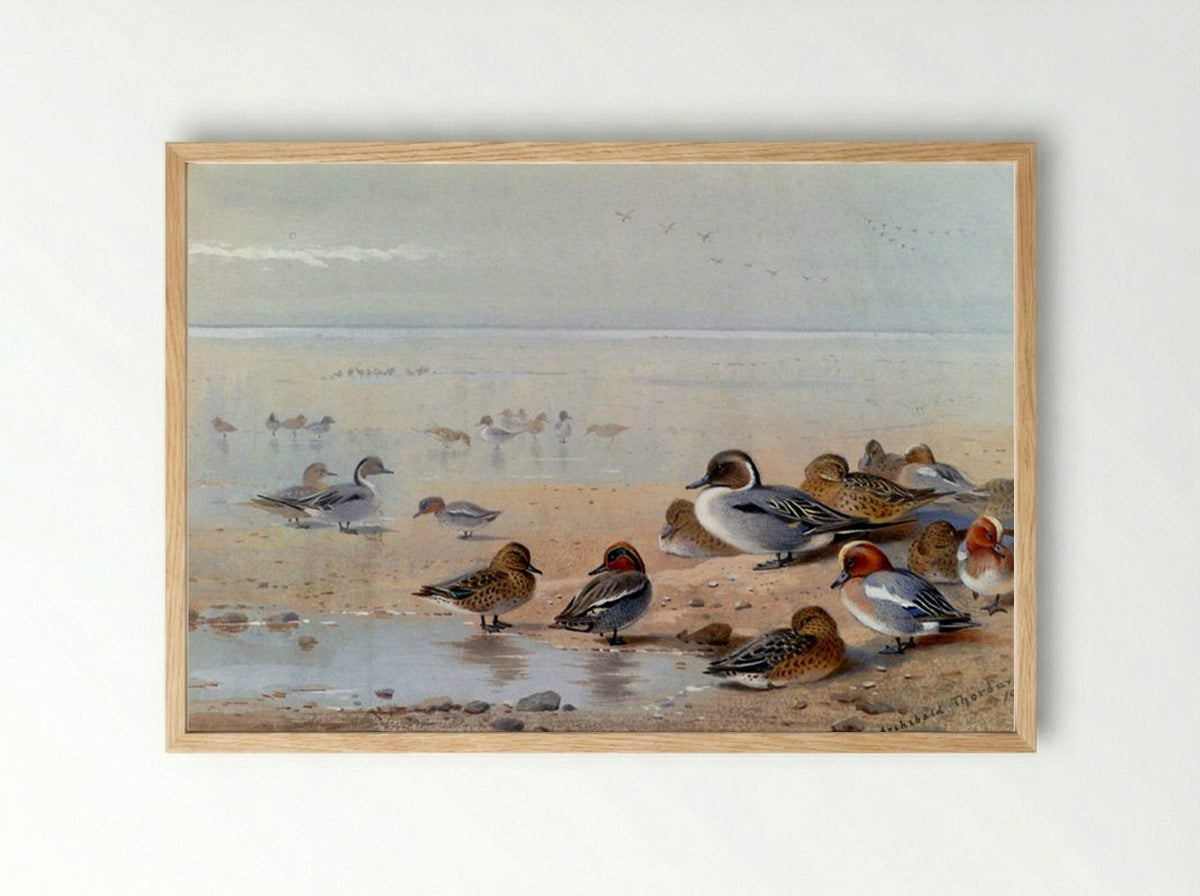 Pintail, Teal And Wigeon, On The Seashore - Archibald Thorburn - Framed Print Wood
