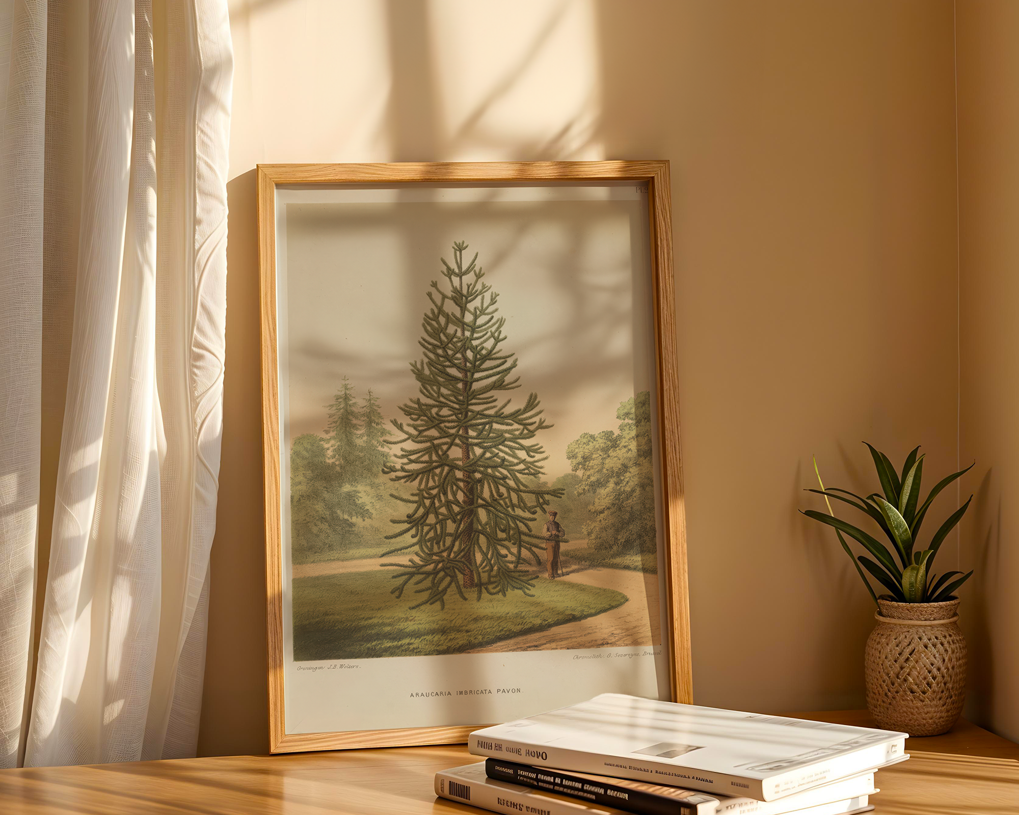 Pinus-araucana-Molina_hq mockup