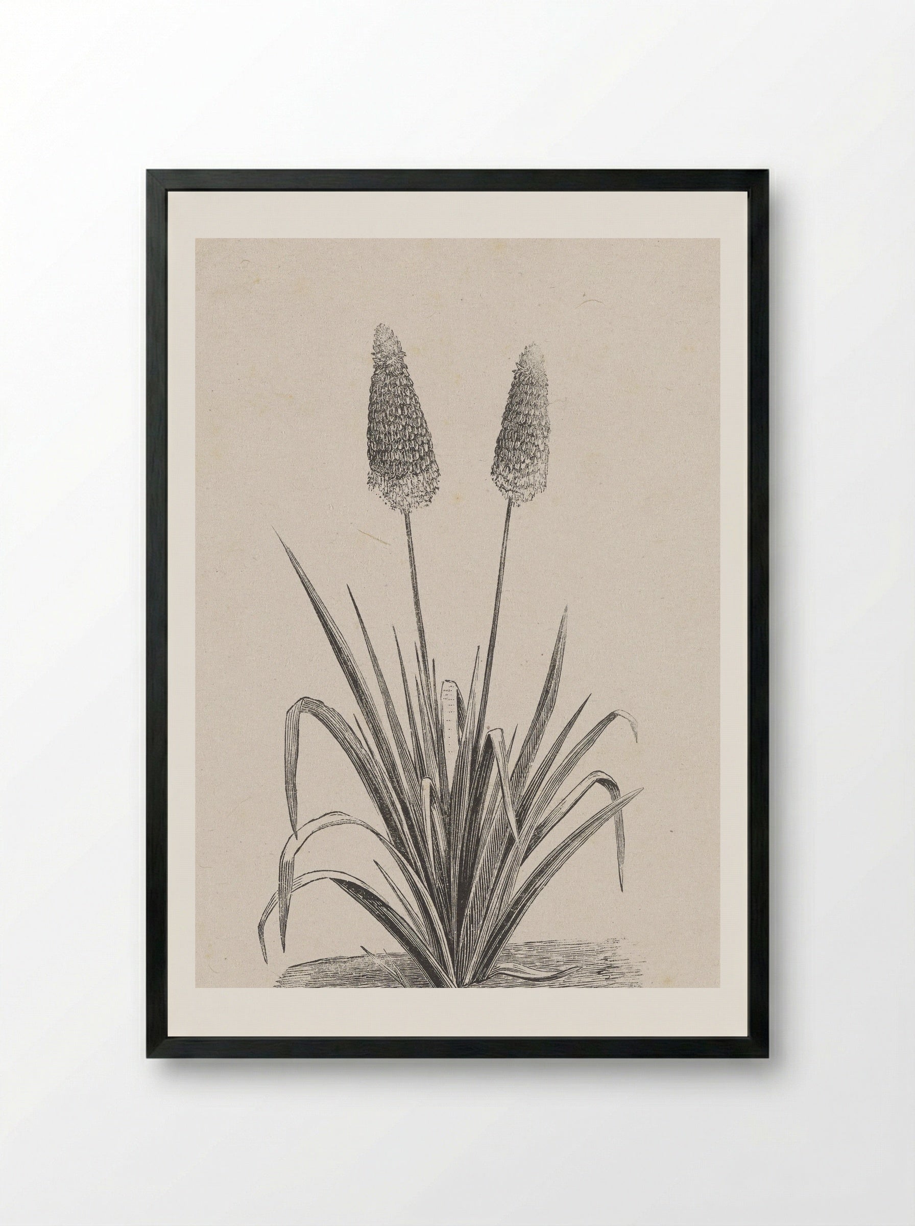 Plant met twee bloemen - Isaac Weissenbruch - Framed Print Black