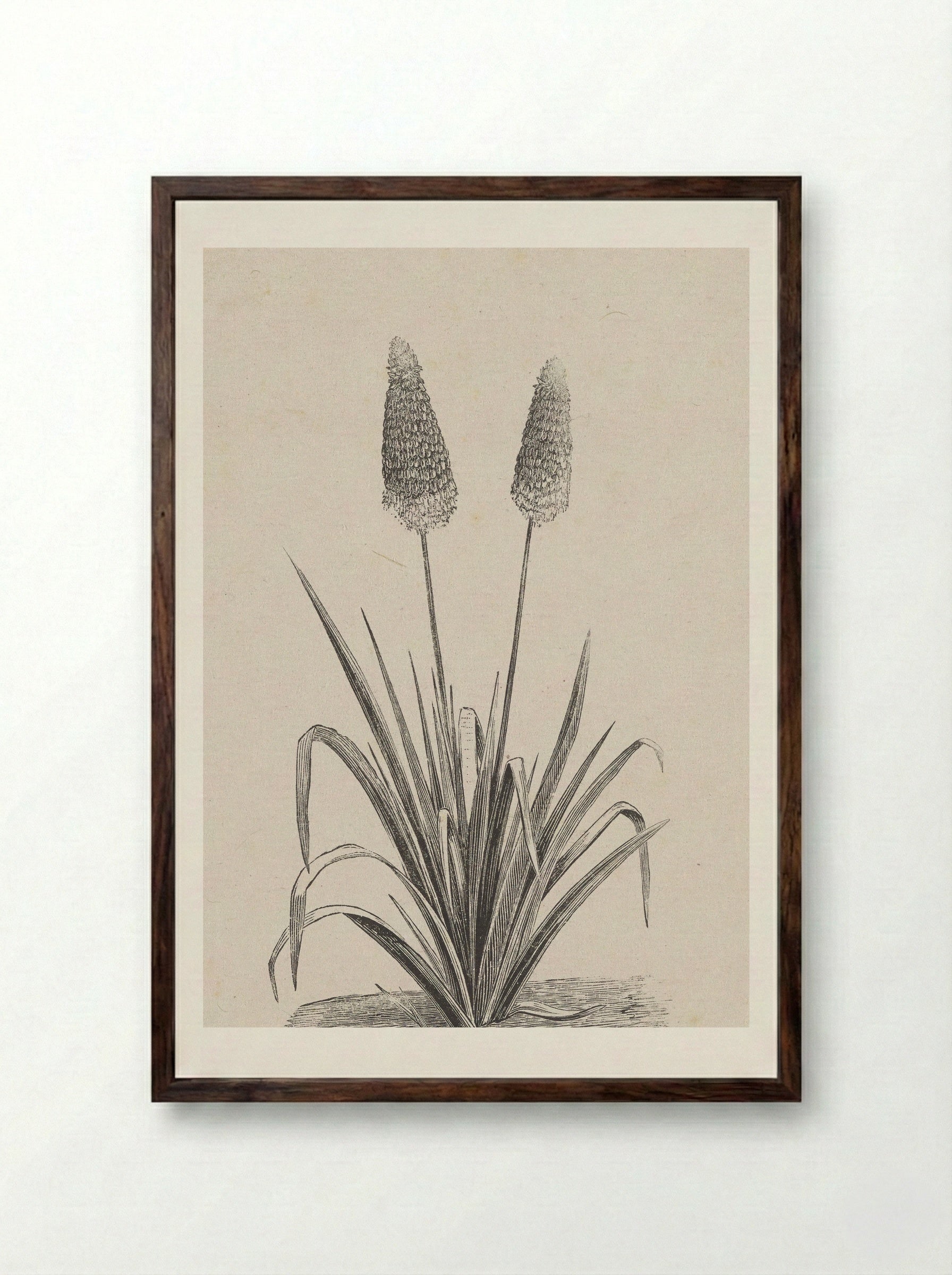Plant met twee bloemen - Isaac Weissenbruch - Framed Print Dark Wood
