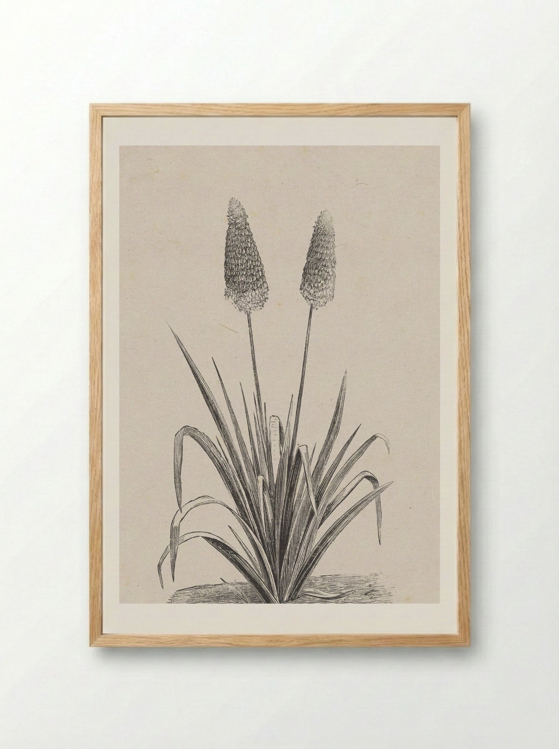 Plant met twee bloemen - Isaac Weissenbruch - Framed Print Wood