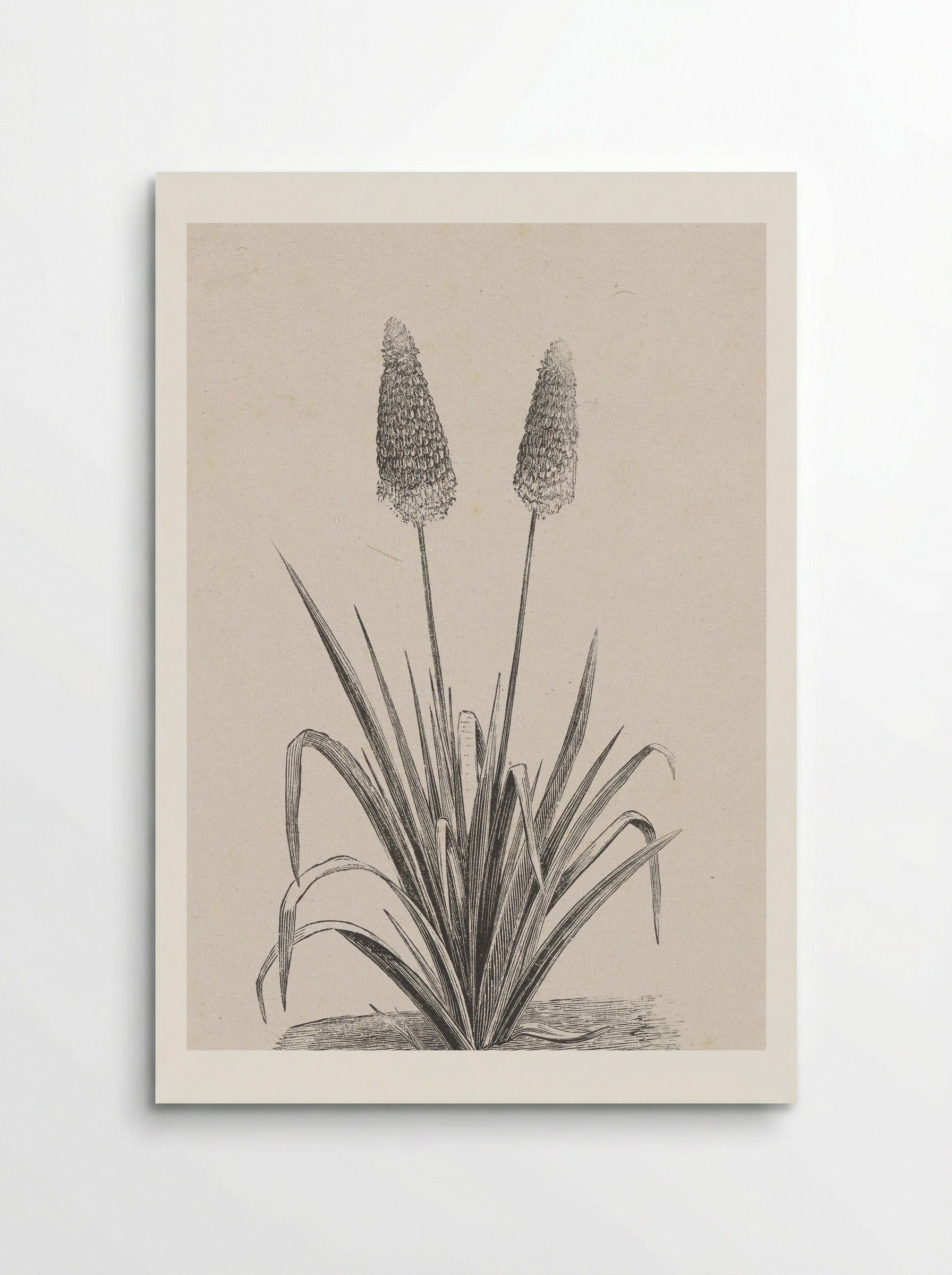 Plant met twee bloemen - Isaac Weissenbruch - Poster