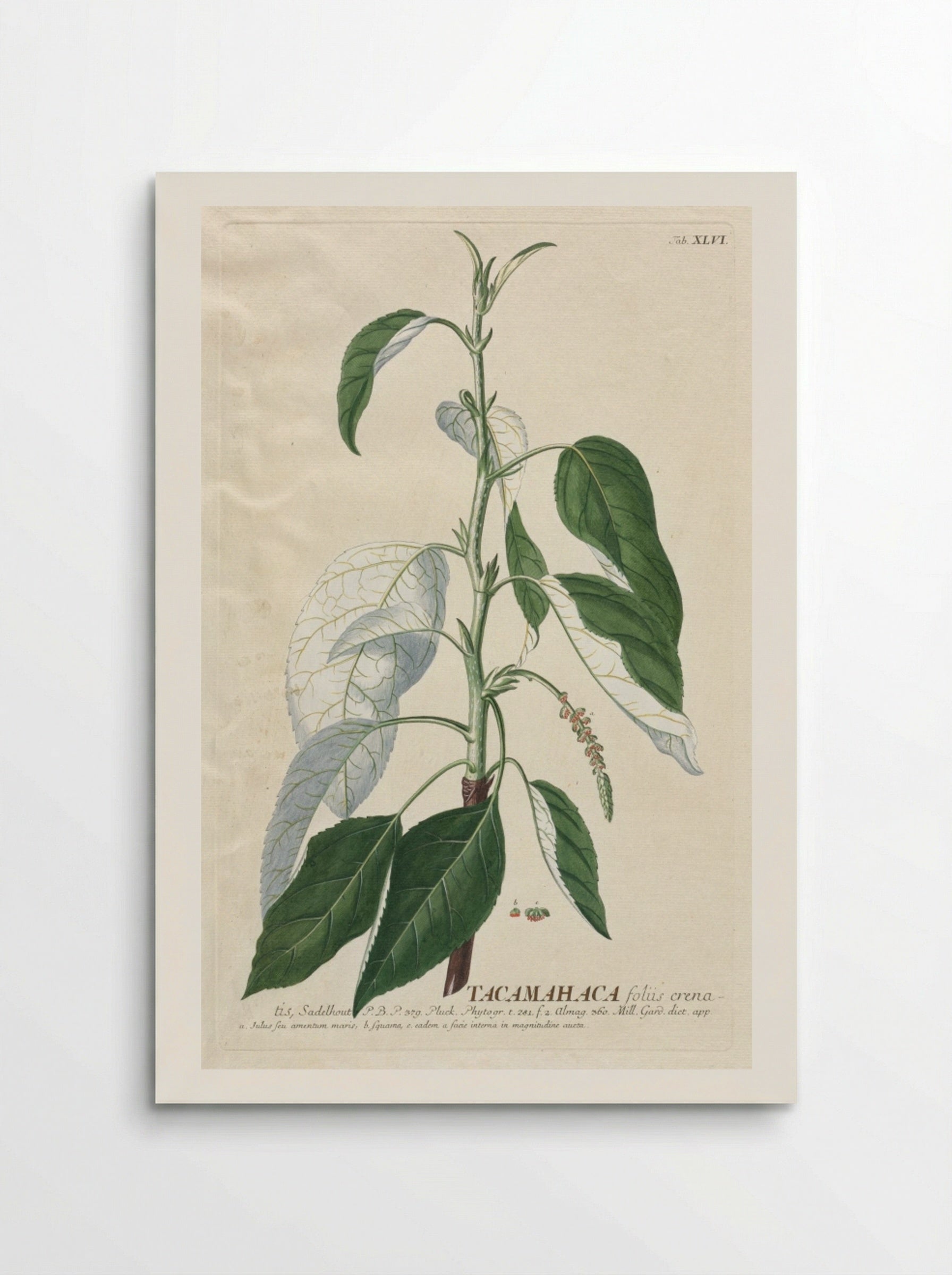 Plantae Selectae: No. 46 - Tacamahaca - Georg Dionysius Ehret - Poster