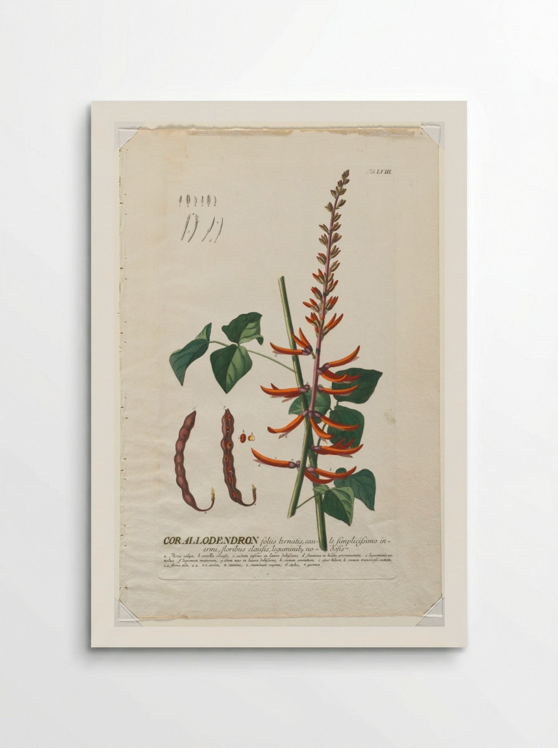 Plantae Selectae: No. 58 - Corallodendron - Georg Dionysius Ehret - Poster