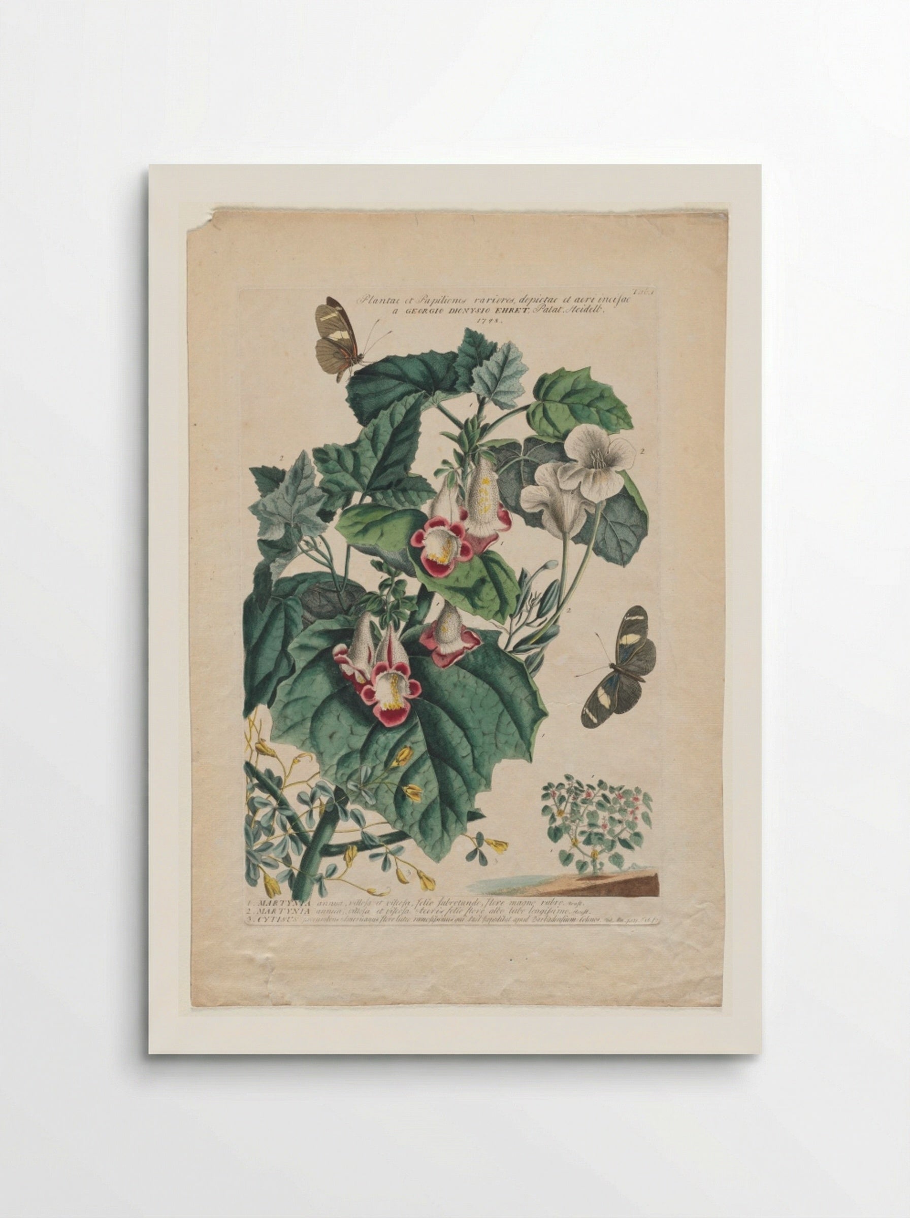 Plantae et Papiliones rariores: Martynia - Georg Dionysius Ehret - Poster
