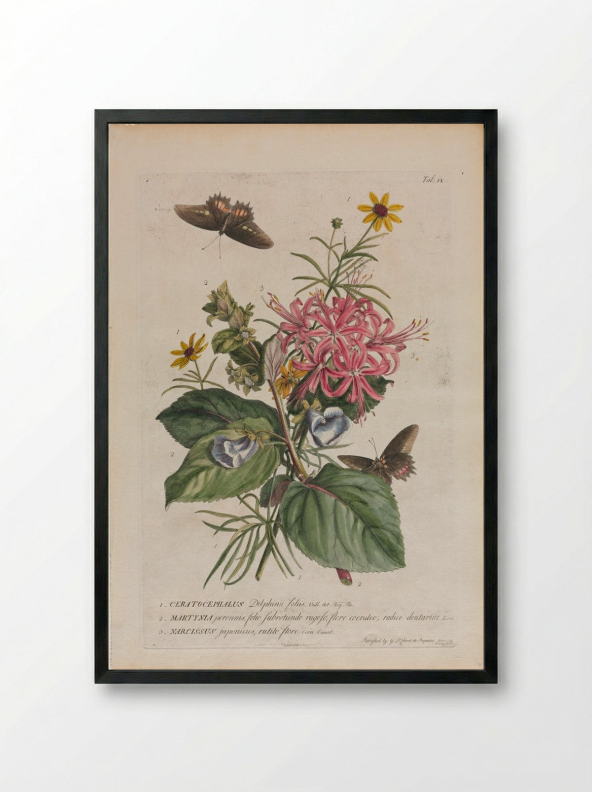 Plantae et papiliones rariores: No. 9 - Georg Dionysius Ehret - Framed Print Black