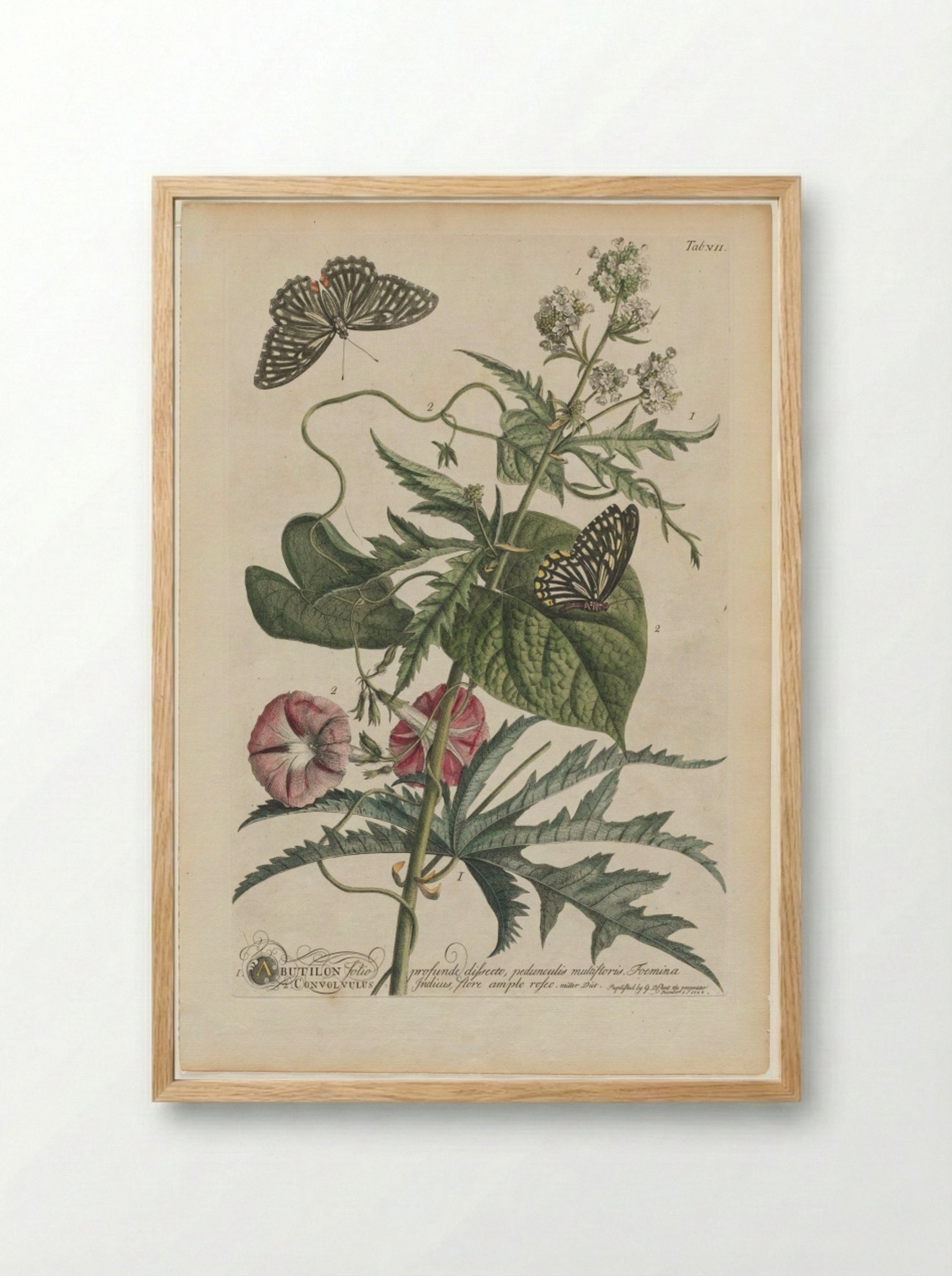 Plantae et papiliones rariores: No. 7 - Georg Dionysius Ehret - Framed Print Wood