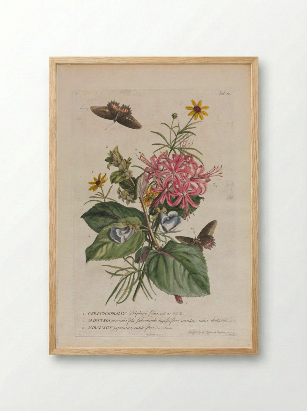 Plantae et papiliones rariores: No. 9 - Georg Dionysius Ehret - Framed Print Wood