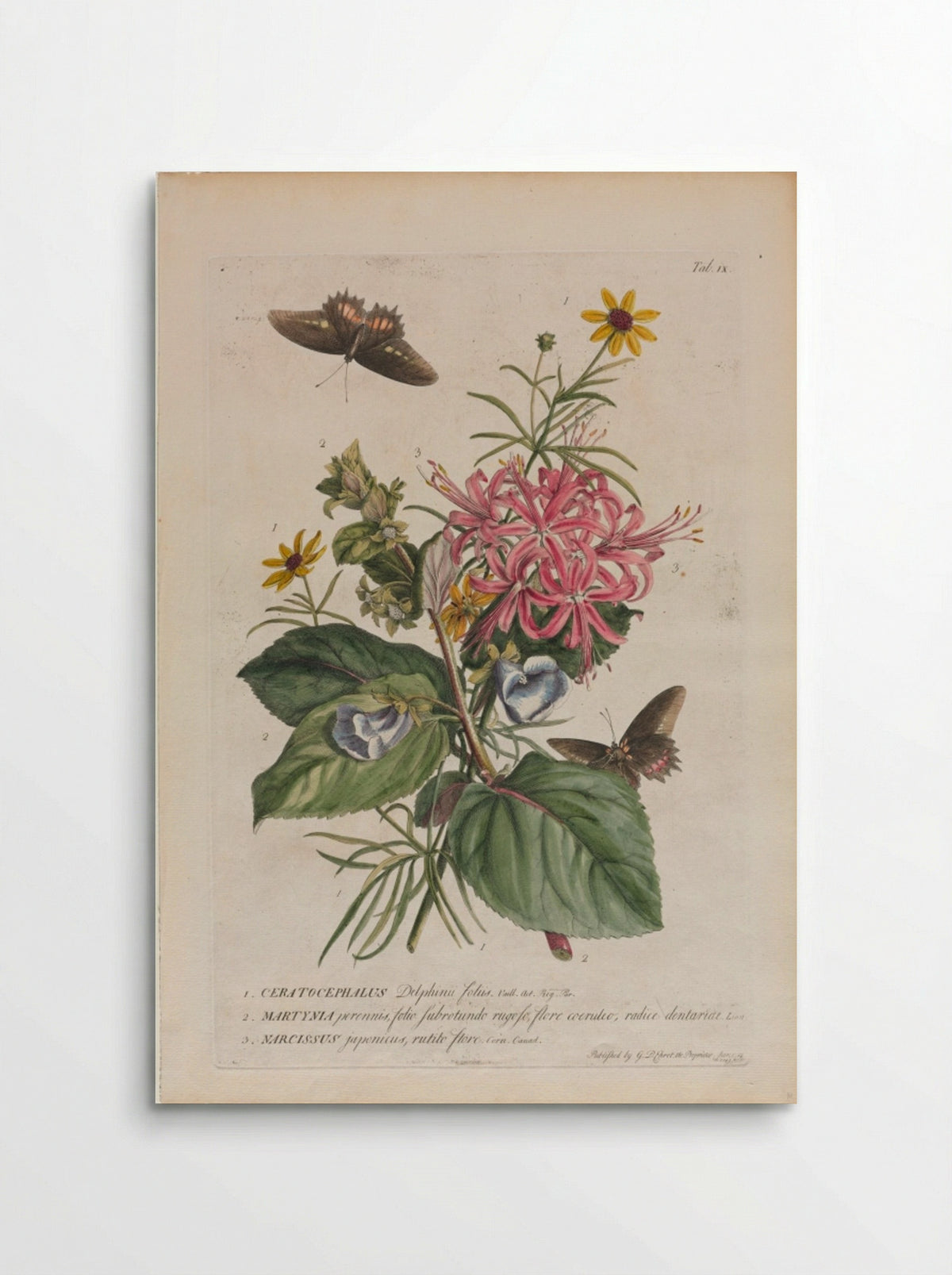 Plantae et papiliones rariores: No. 9 - Georg Dionysius Ehret - Poster
