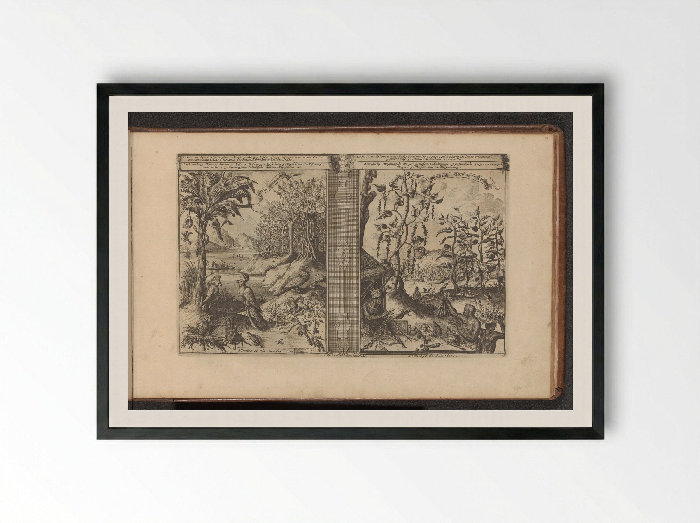 Planten, vogels en pepervelden - Romeyn de Hooghe - Framed Print Black