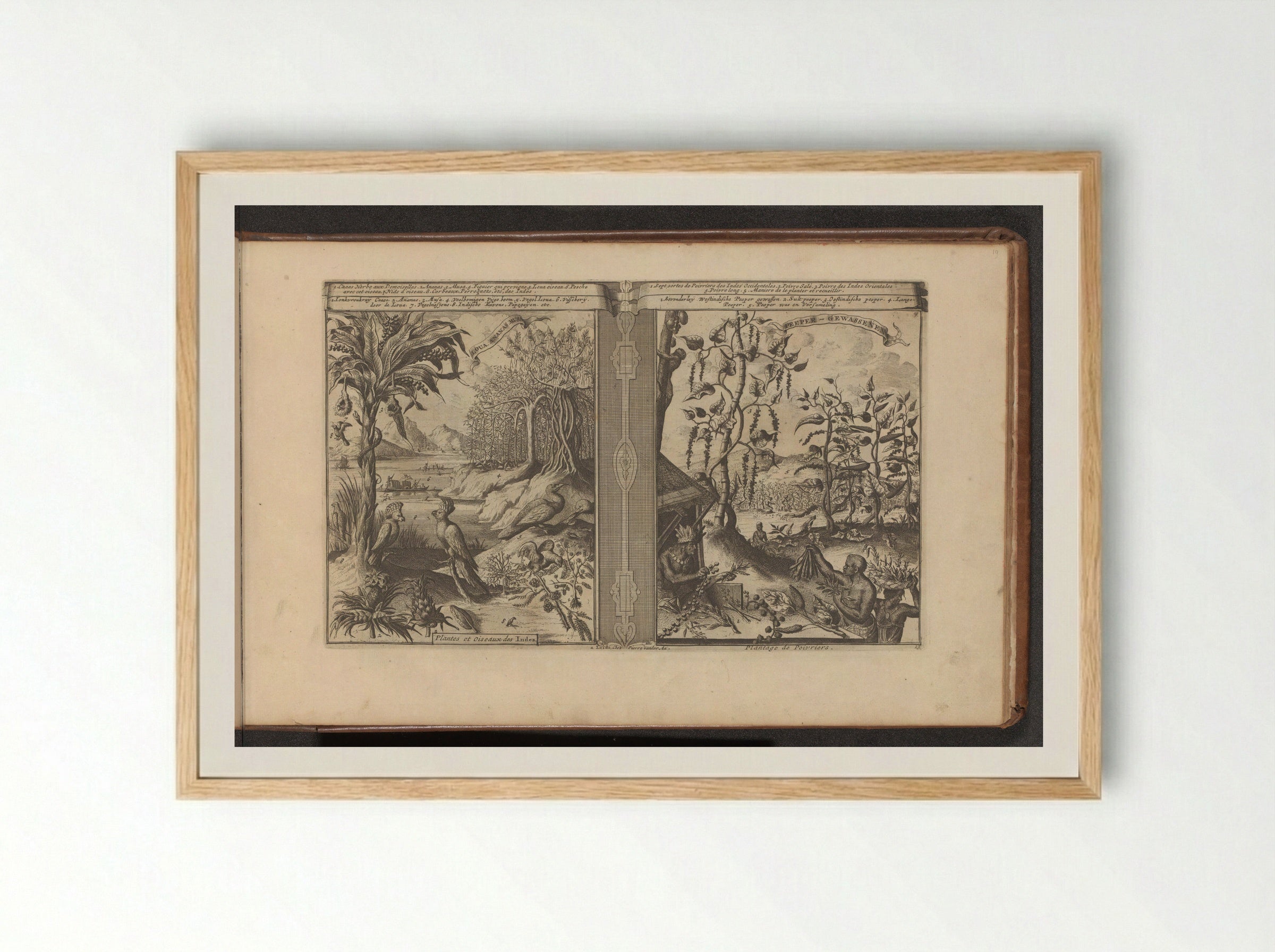 Planten, vogels en pepervelden - Romeyn de Hooghe - Framed Print Wood