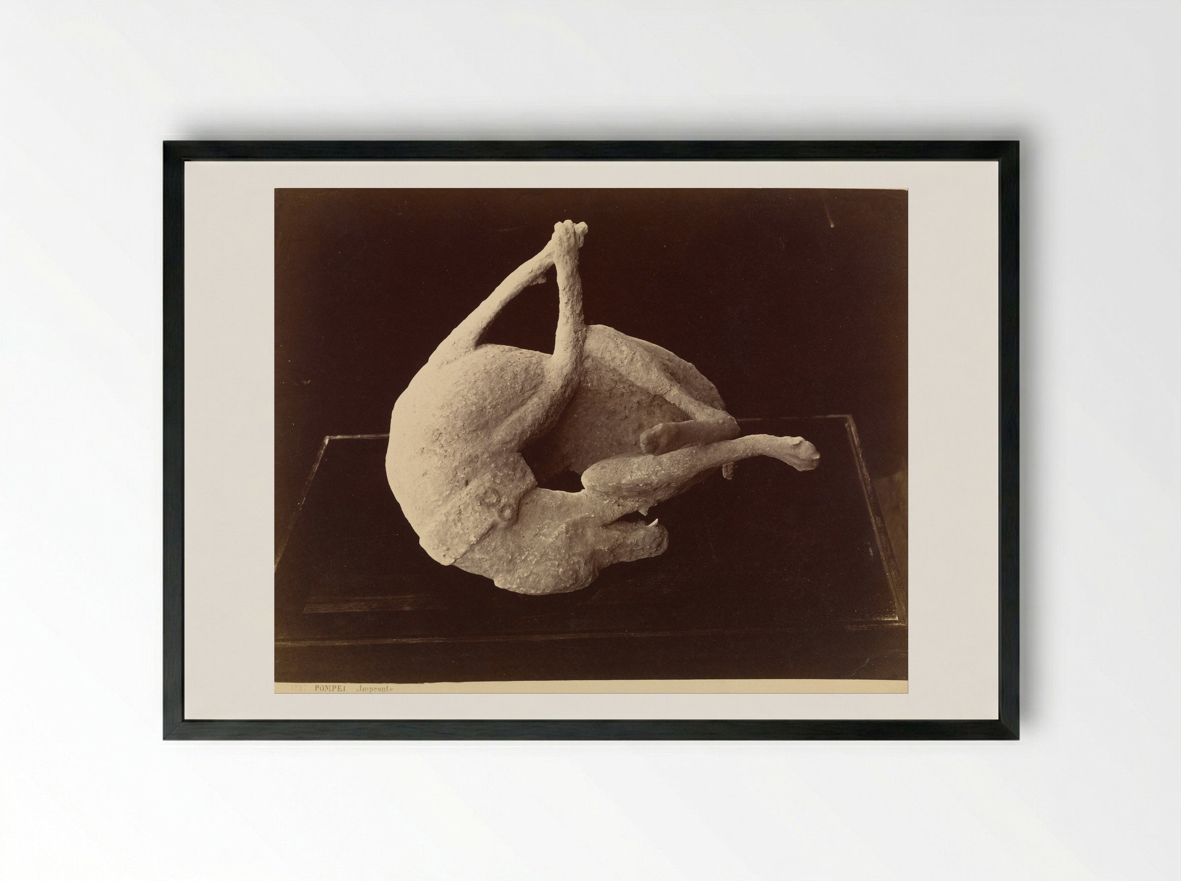 Plaster Cast of a Dog from Pompeii - Giorgio Sommer - Framed Print Black