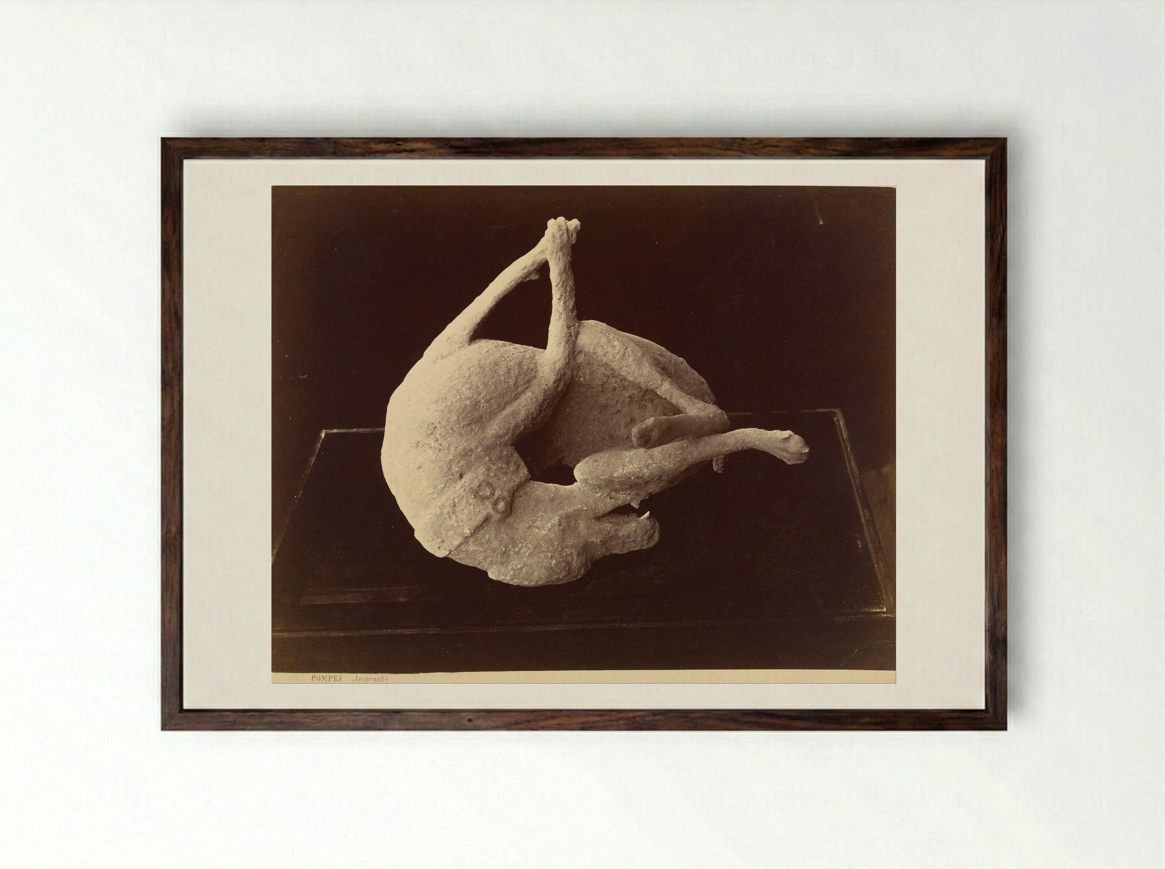 Plaster Cast of a Dog from Pompeii - Giorgio Sommer - Framed Print Dark Wood