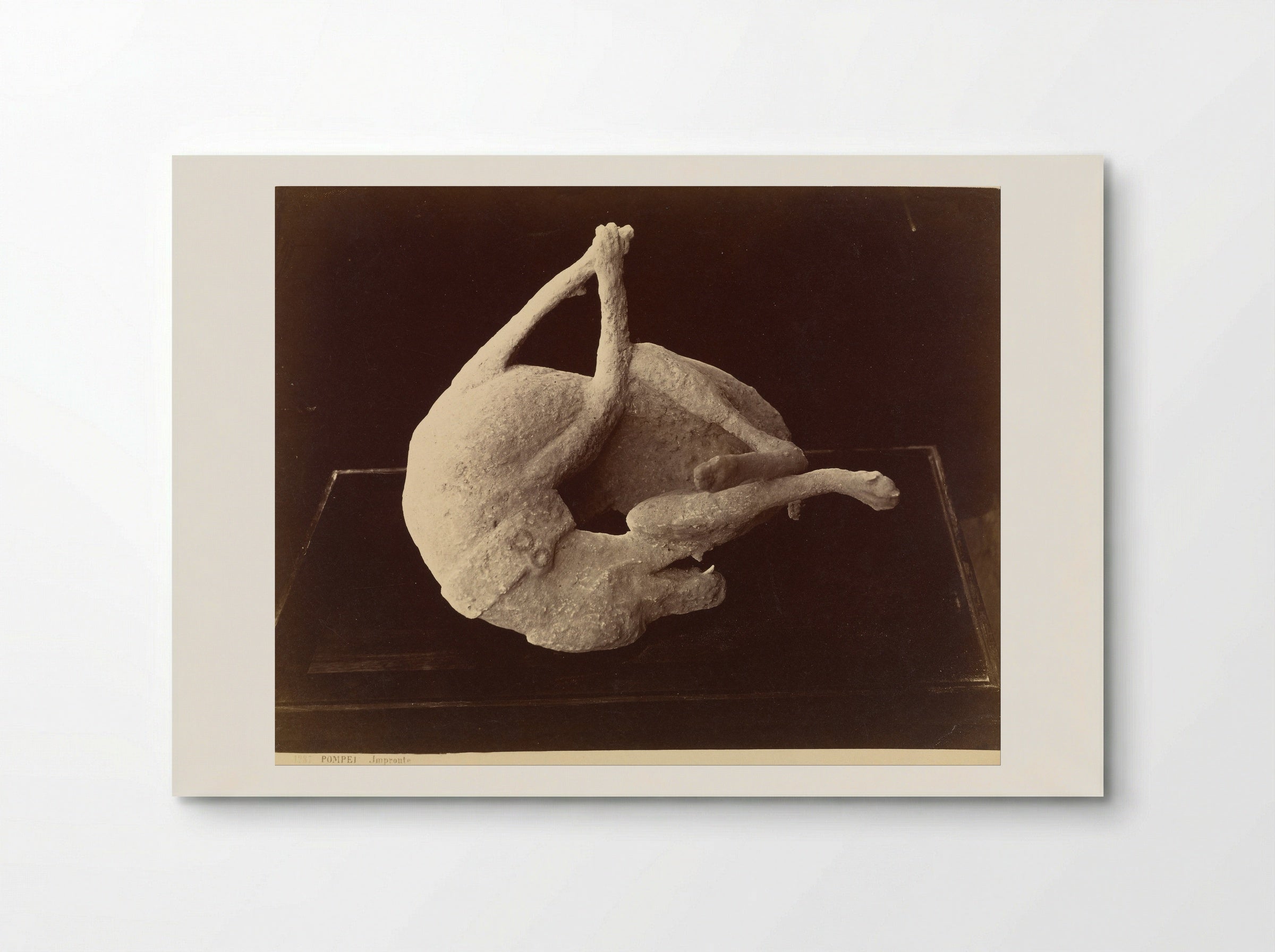Plaster Cast of a Dog from Pompeii - Giorgio Sommer - Poster