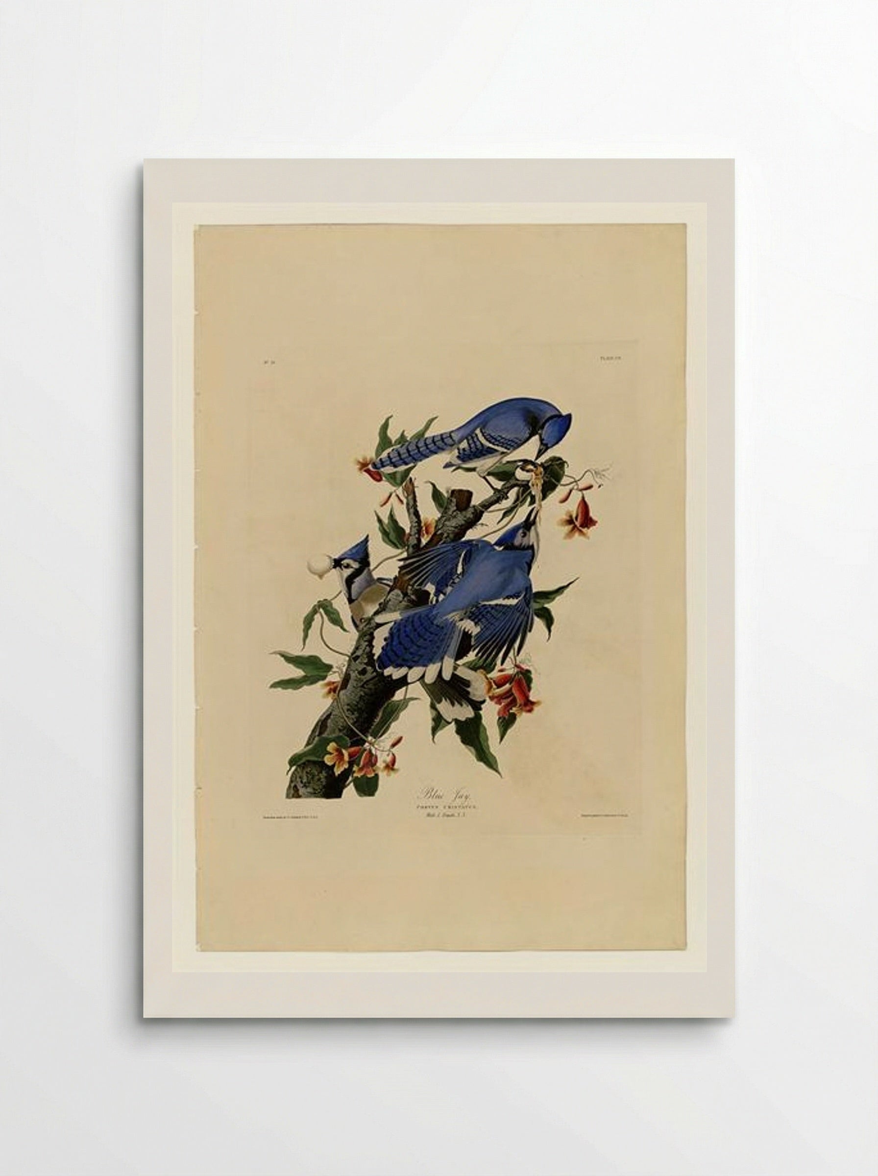 Plate 102 Blue Jay - John James Audubon - Poster