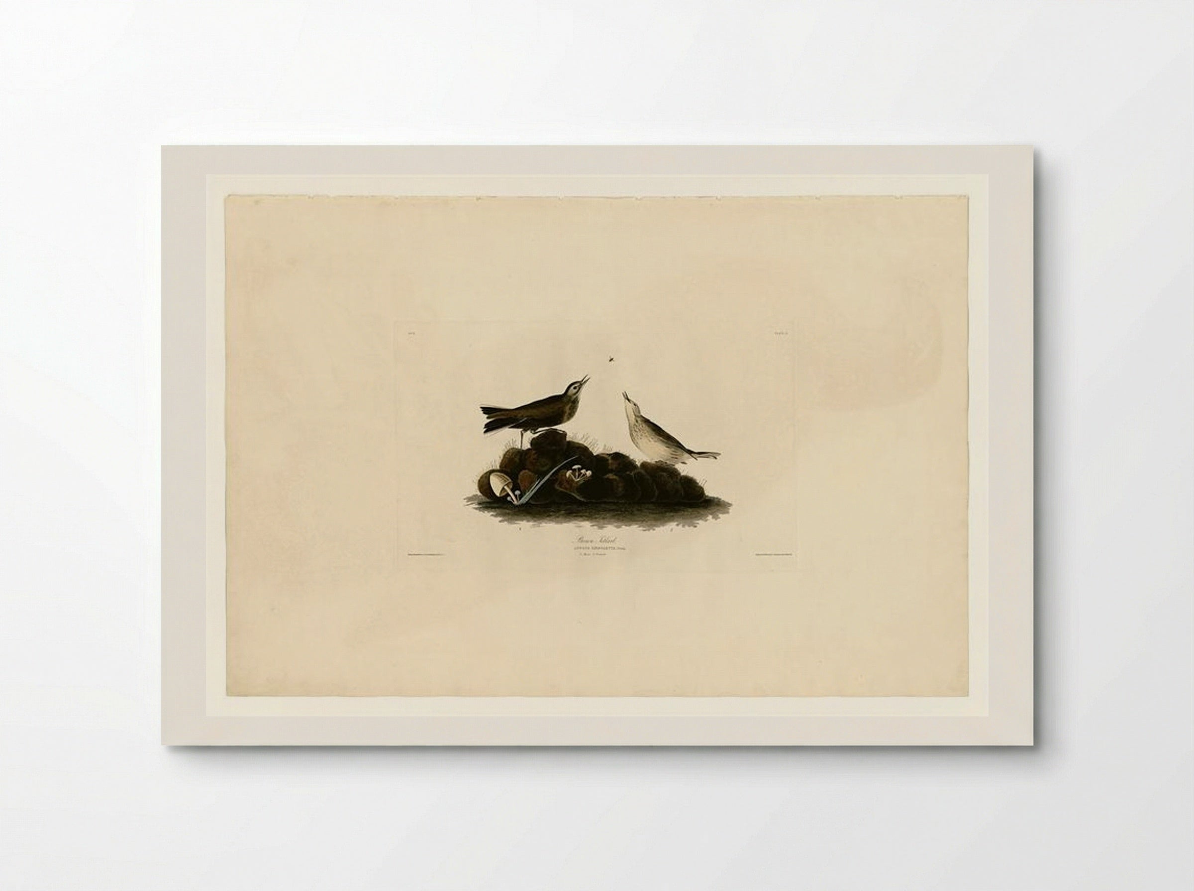 Plate 10. Brown Titlark - John James Audubon - Poster