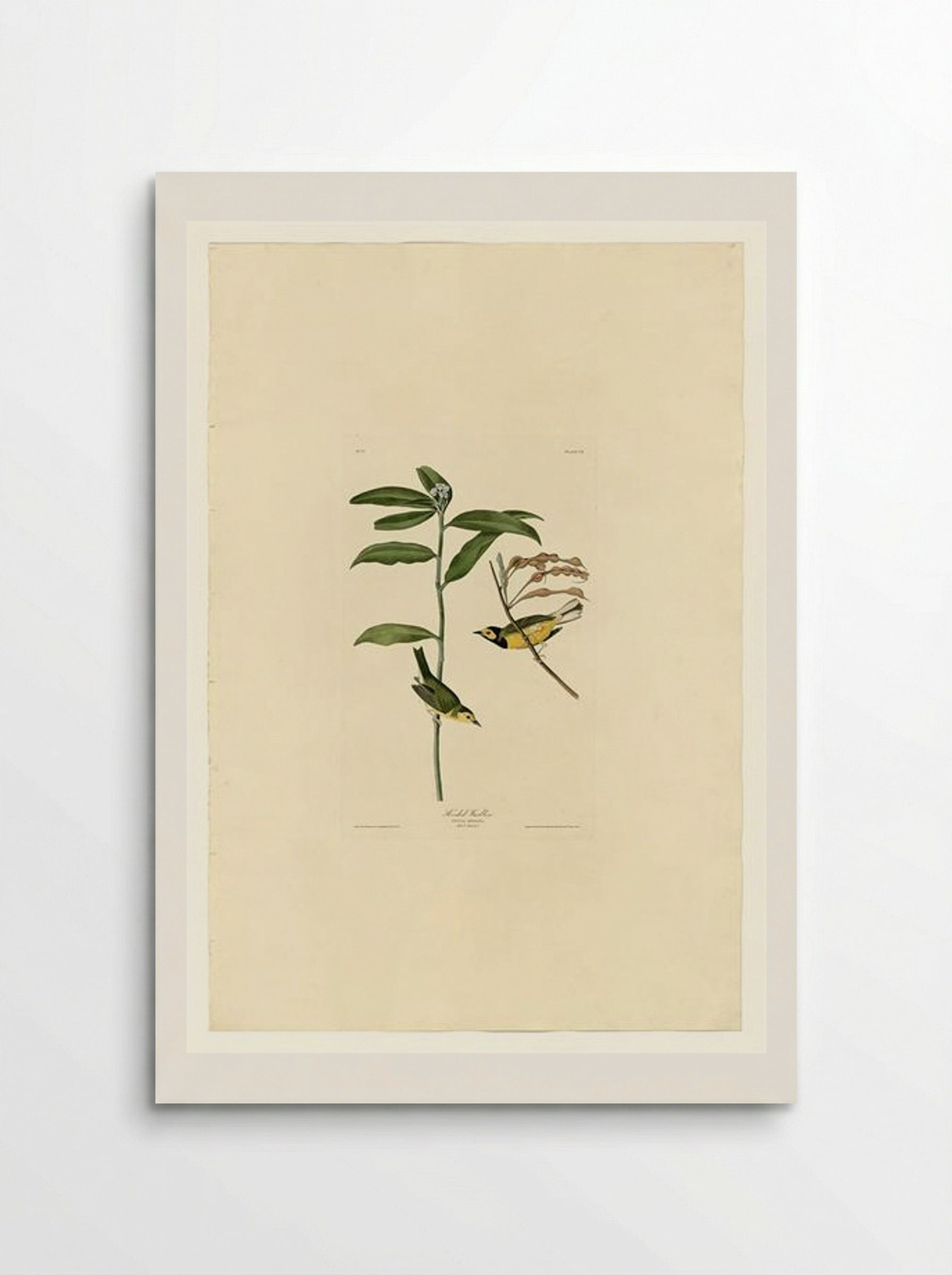 Plate 110 Hooded Warbler - John James Audubon - Poster