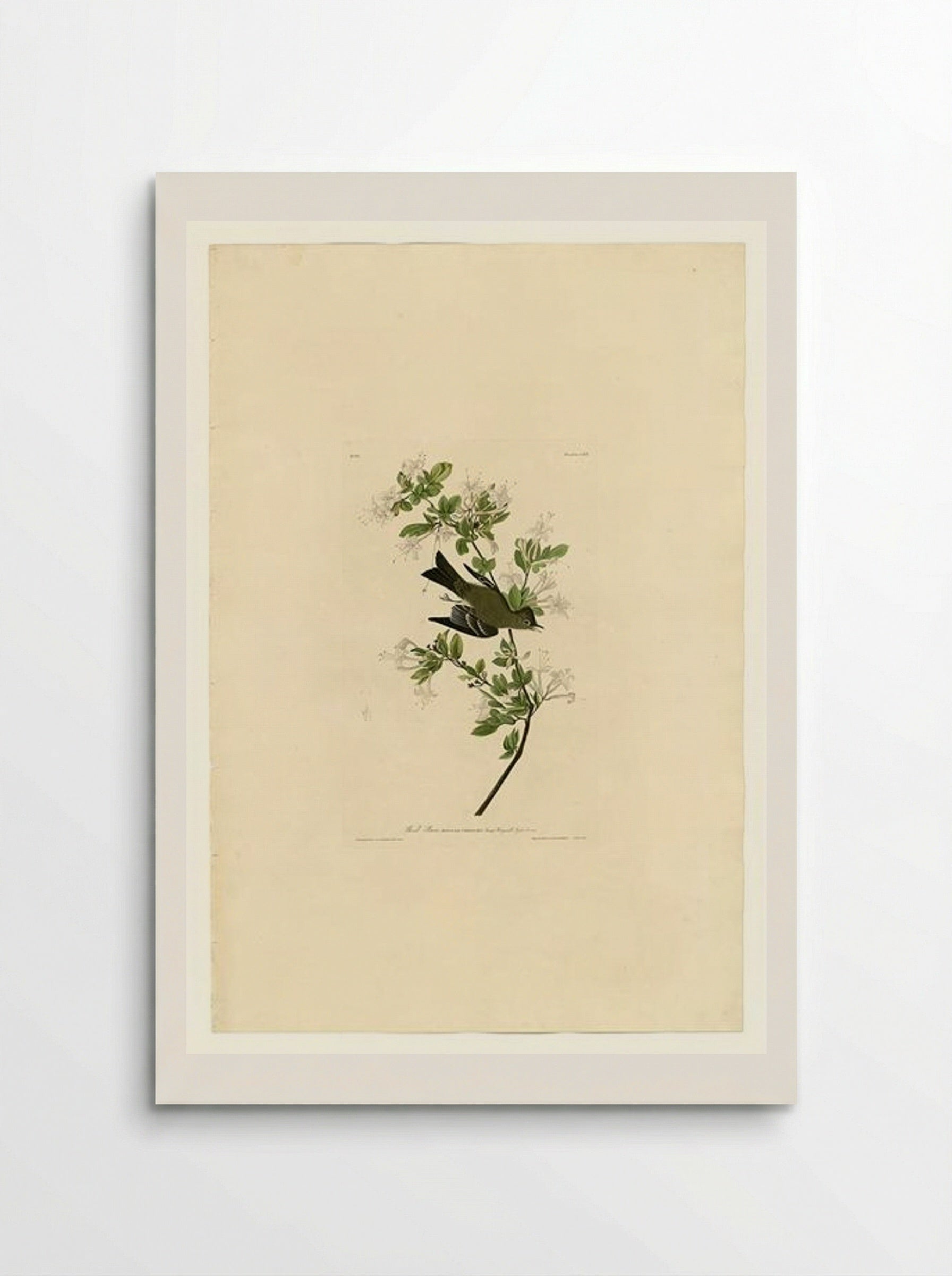 Plate 115 Wood Pewee - John James Audubon - Poster