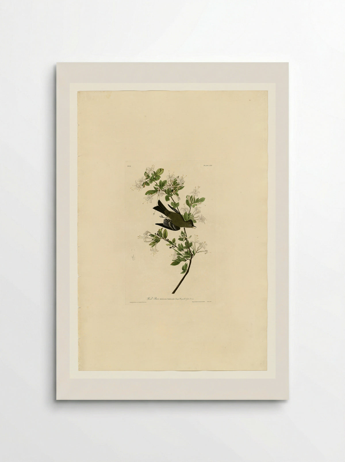 Plate 115 Wood Pewee - John James Audubon - Poster