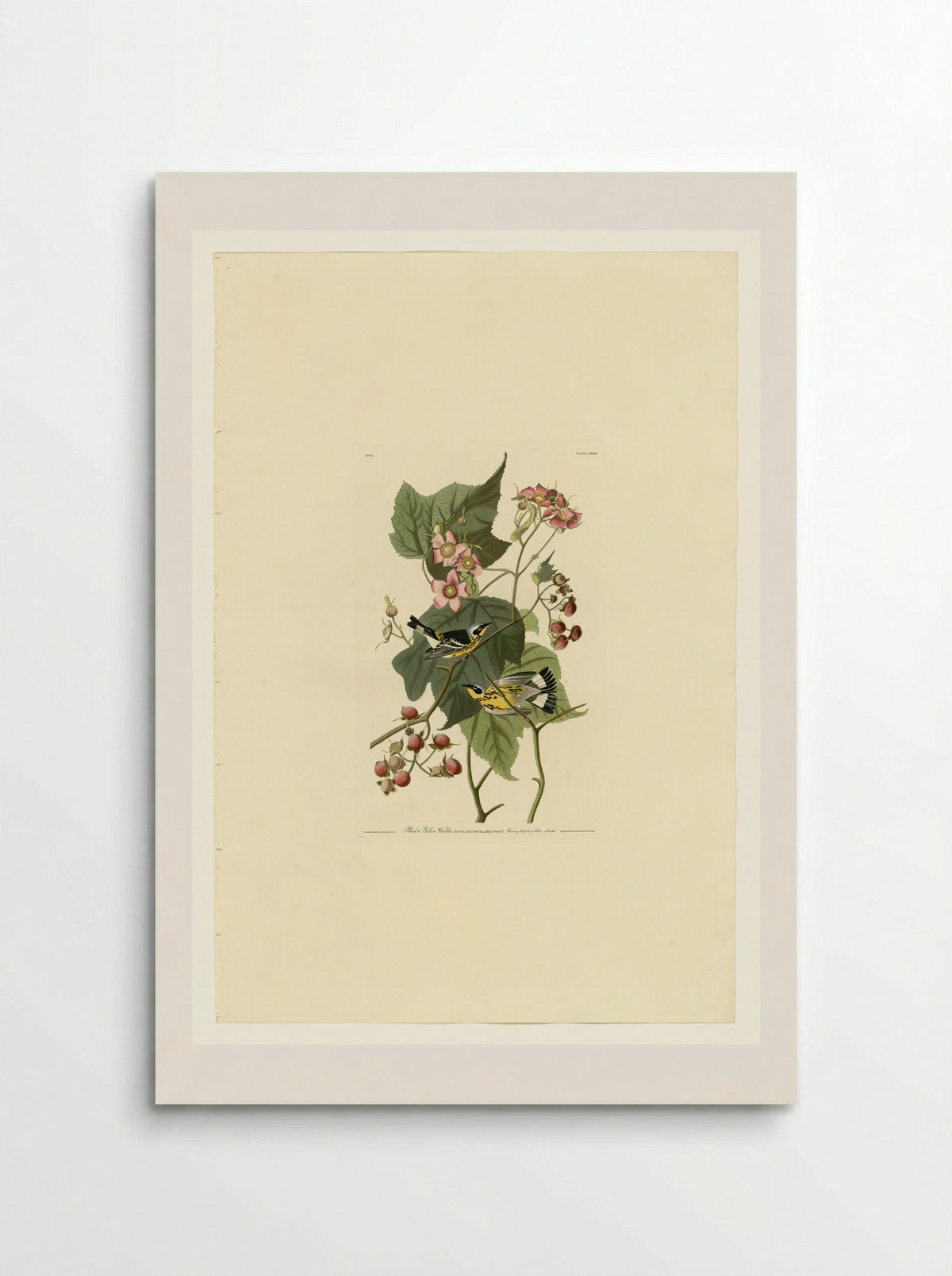 Plate 123 Black & Yellow Warblers - John James Audubon - Poster
