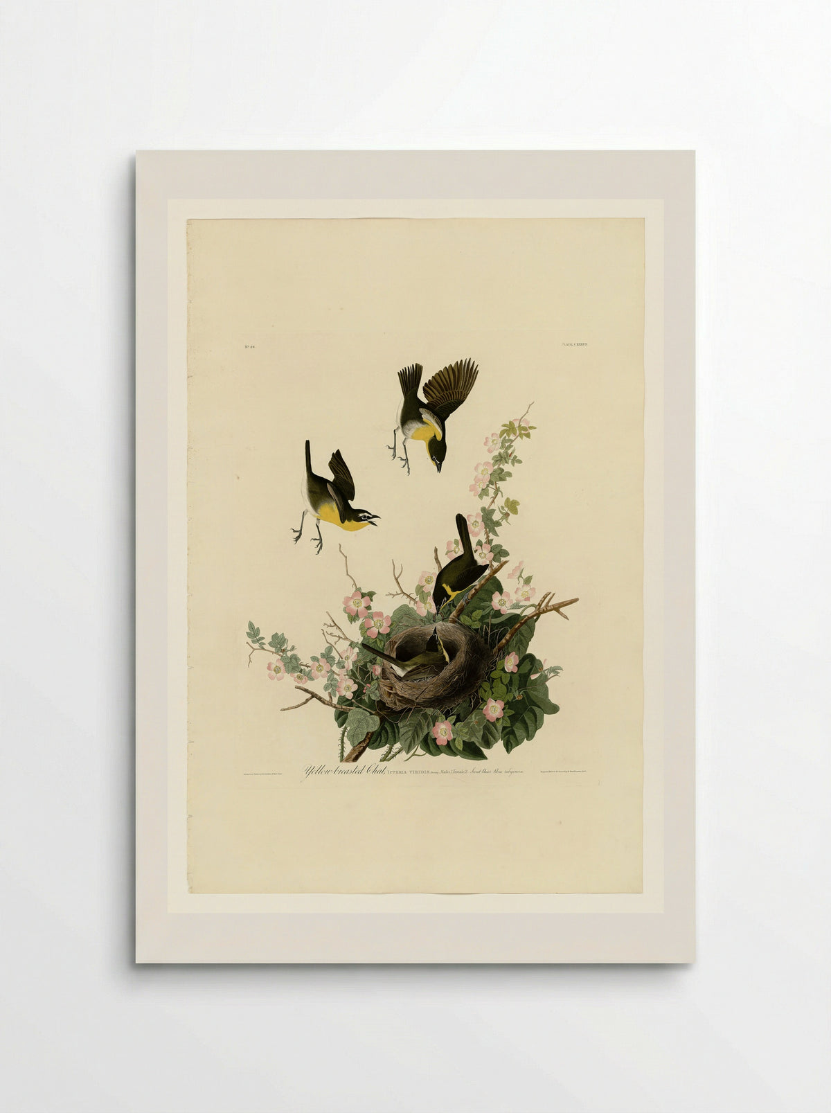 Plate 137 Yellow-breasted Chat - John James Audubon - Poster