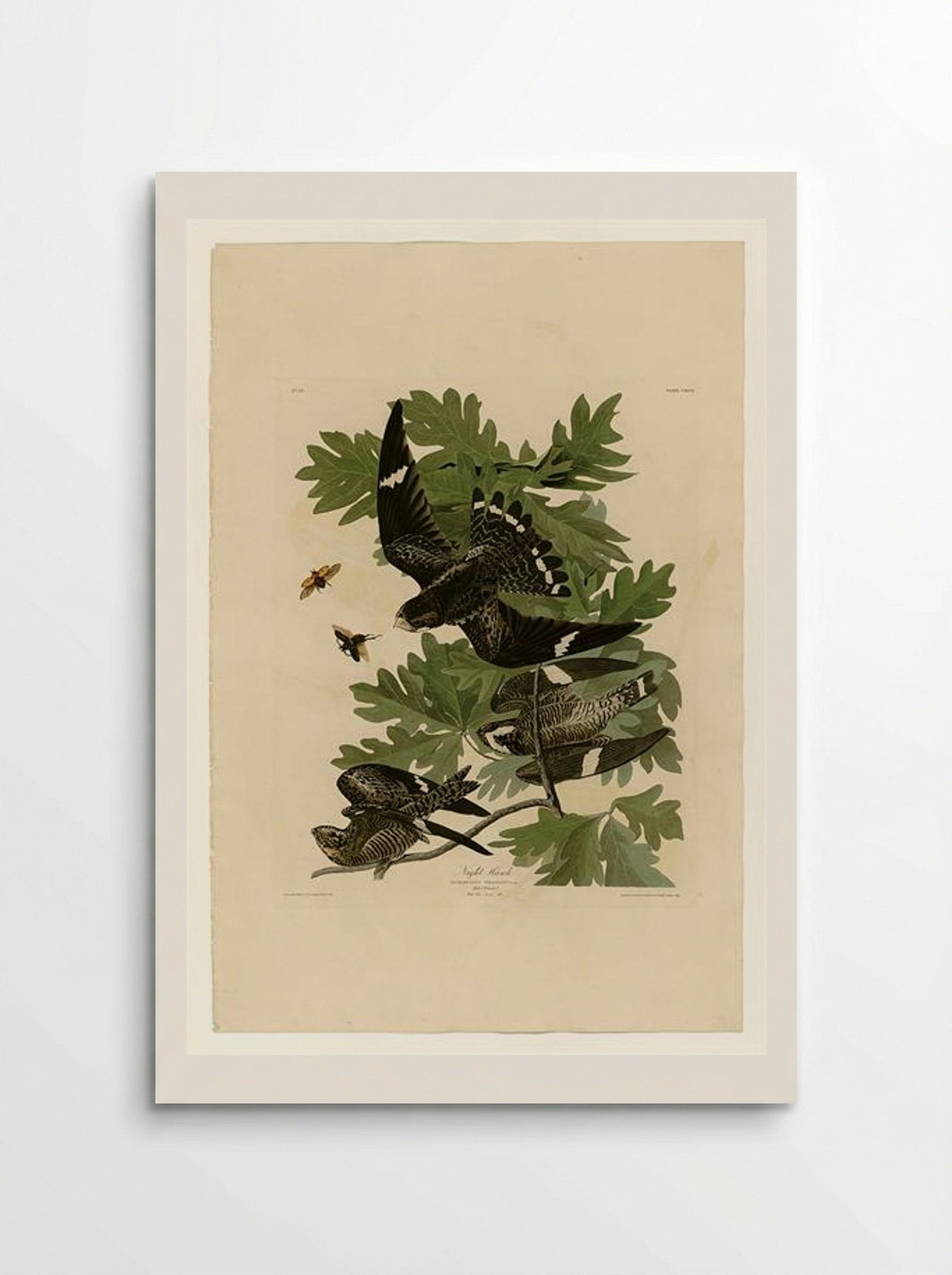 Plate 147 Night Hawk - John James Audubon - Poster