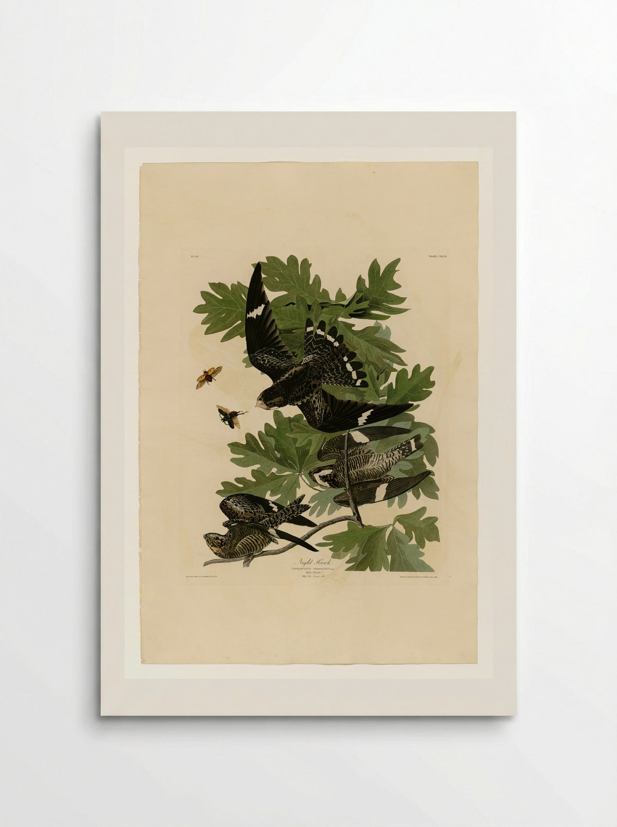 Plate 147 Night Hawk - John James Audubon - Poster