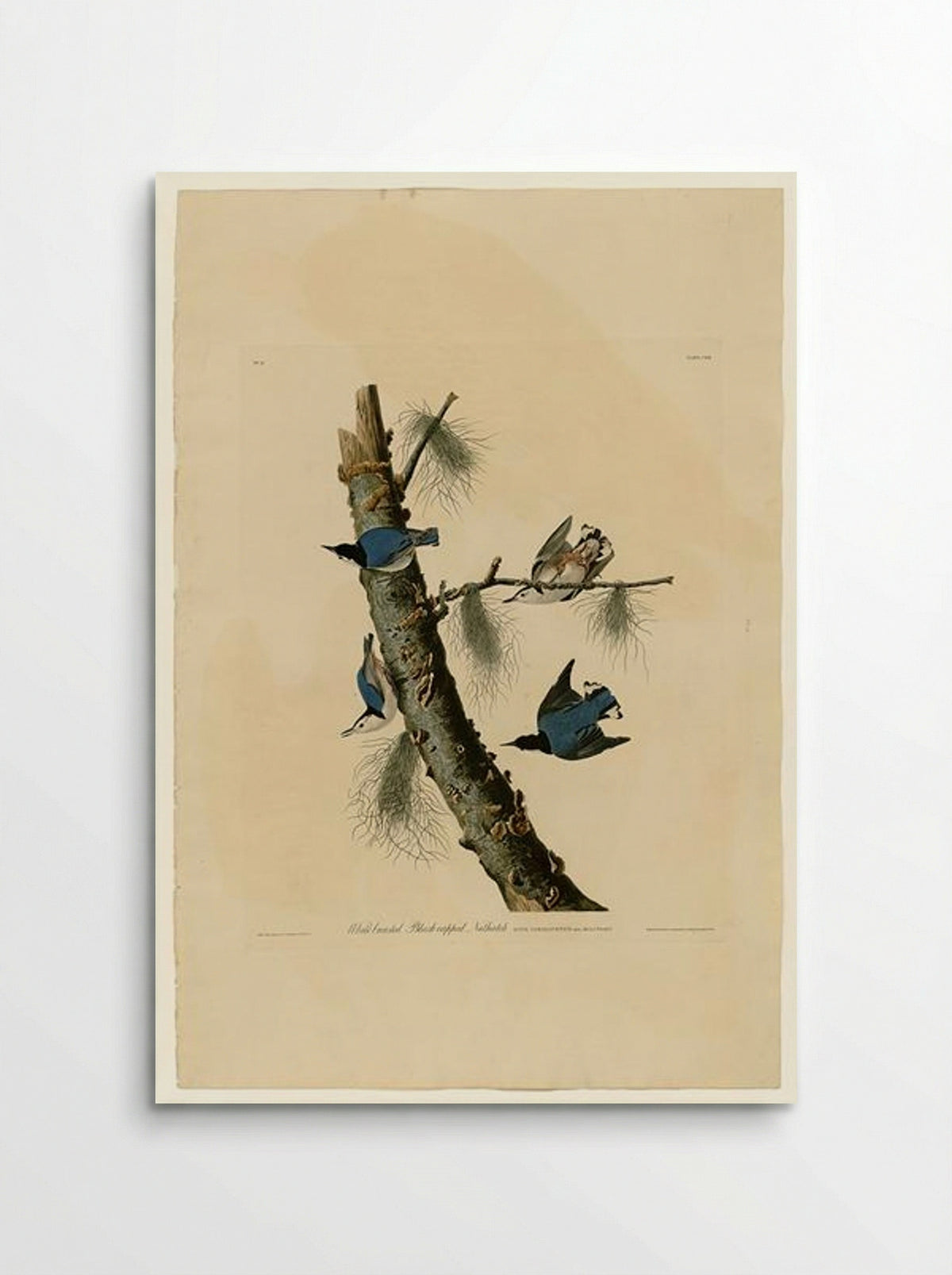 Plate 152 White-breasted Black-capped Nuthatch - John James Audubon - Poster