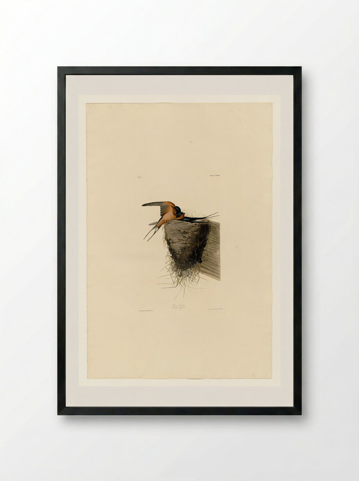 Plate 173 Barn Swallow - John James Audubon - Framed Print Black