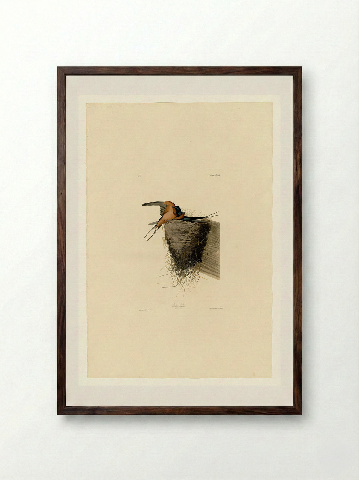 Plate 173 Barn Swallow - John James Audubon - Framed Print Dark Wood