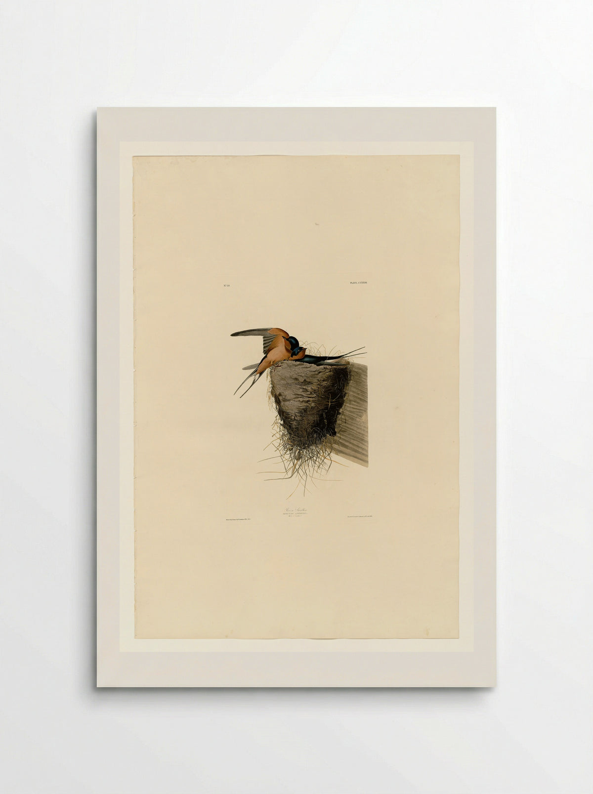 Plate 173 Barn Swallow - John James Audubon - Poster