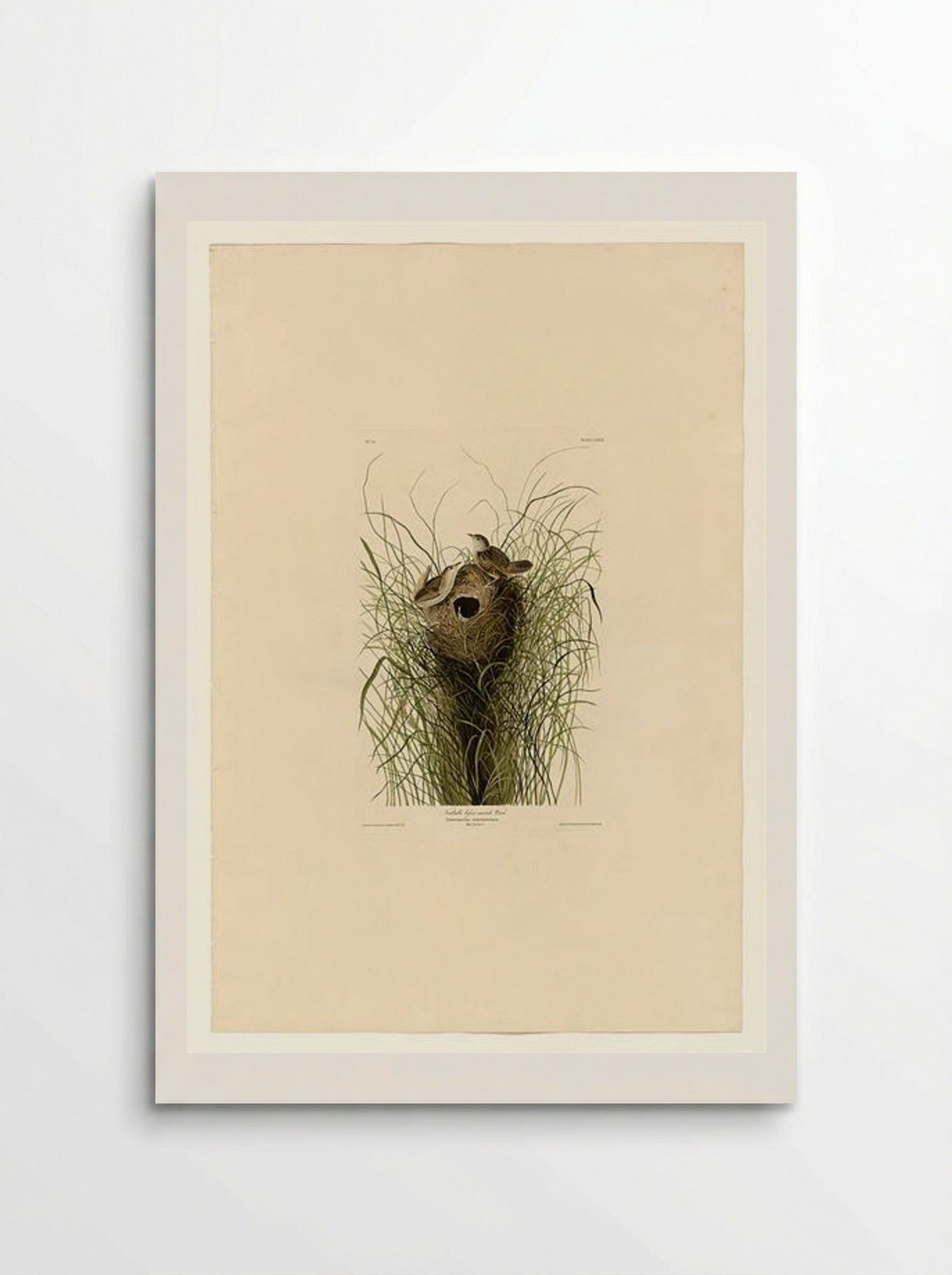 Plate 175 Nuttall's lesser-marsh Wren - John James Audubon - Poster