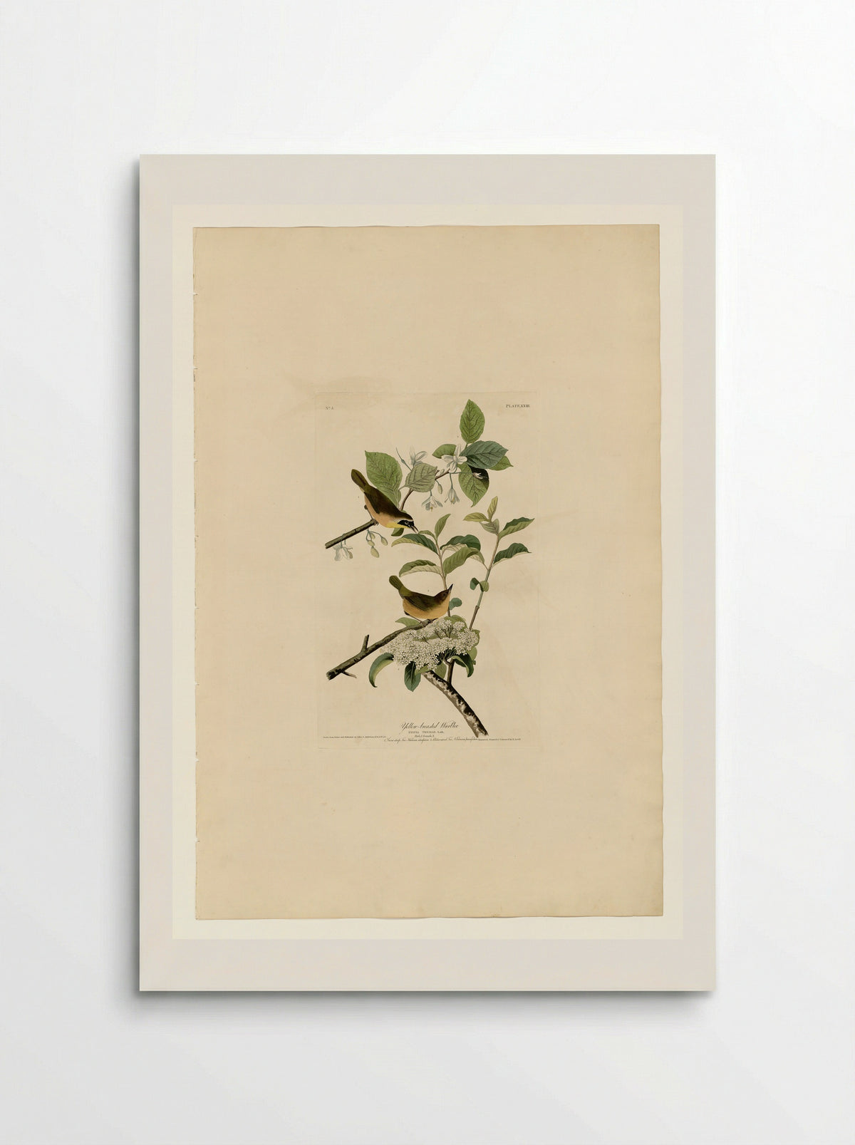 Plate 23. Yellow-breasted Warbler - John James Audubon - Poster
