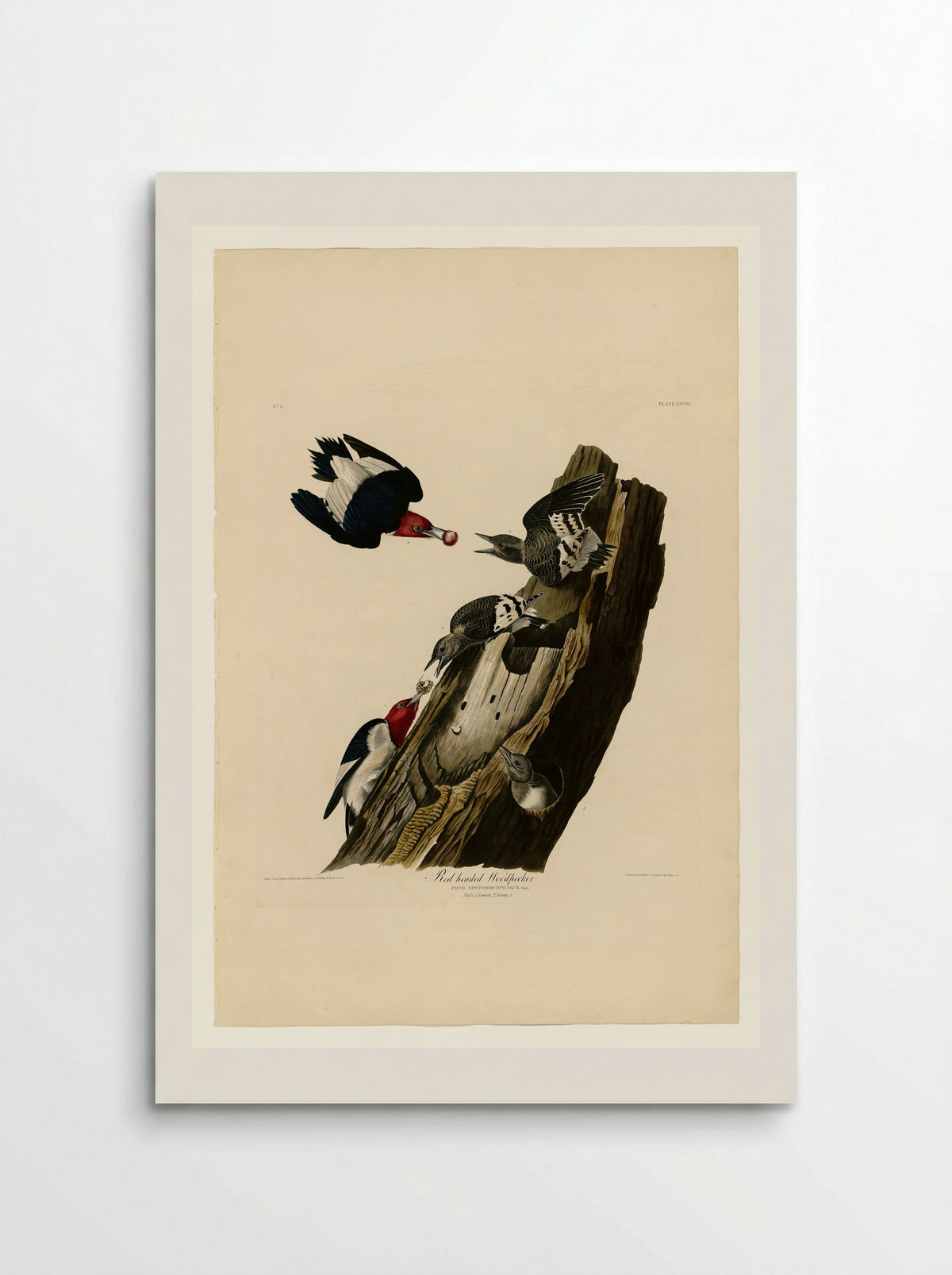 Plate 27. Red-headed Woodpecker - John James Audubon - Poster