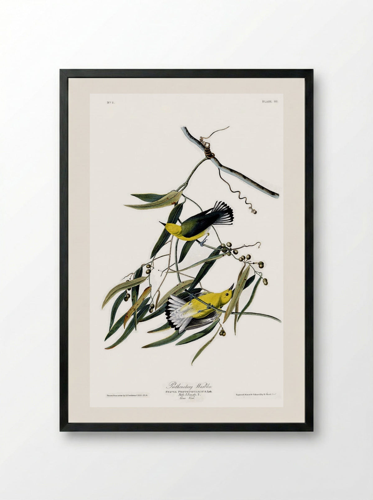 Plate 3. Prothonotary Warbler - John James Audubon - Framed Print Black