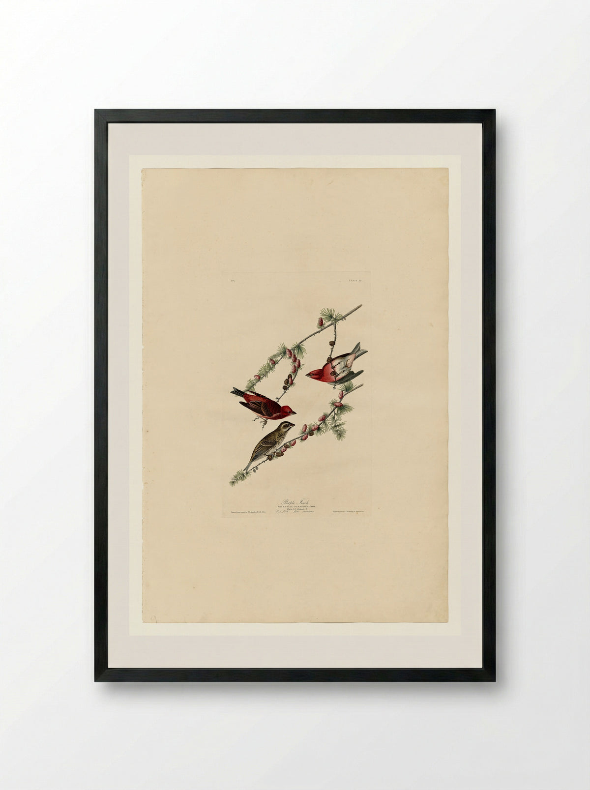 Plate 4. Purple Finch - John James Audubon - Framed Print Black