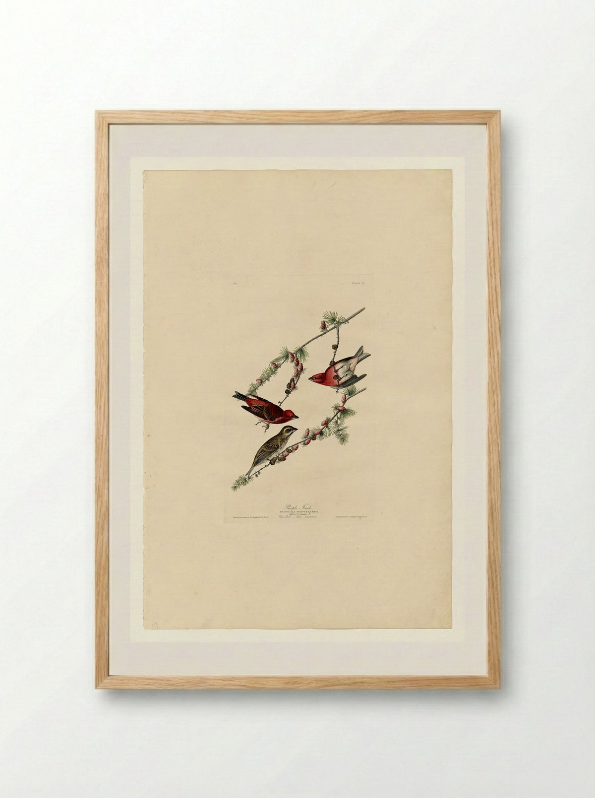 Plate 4. Purple Finch - John James Audubon - Framed Print Wood