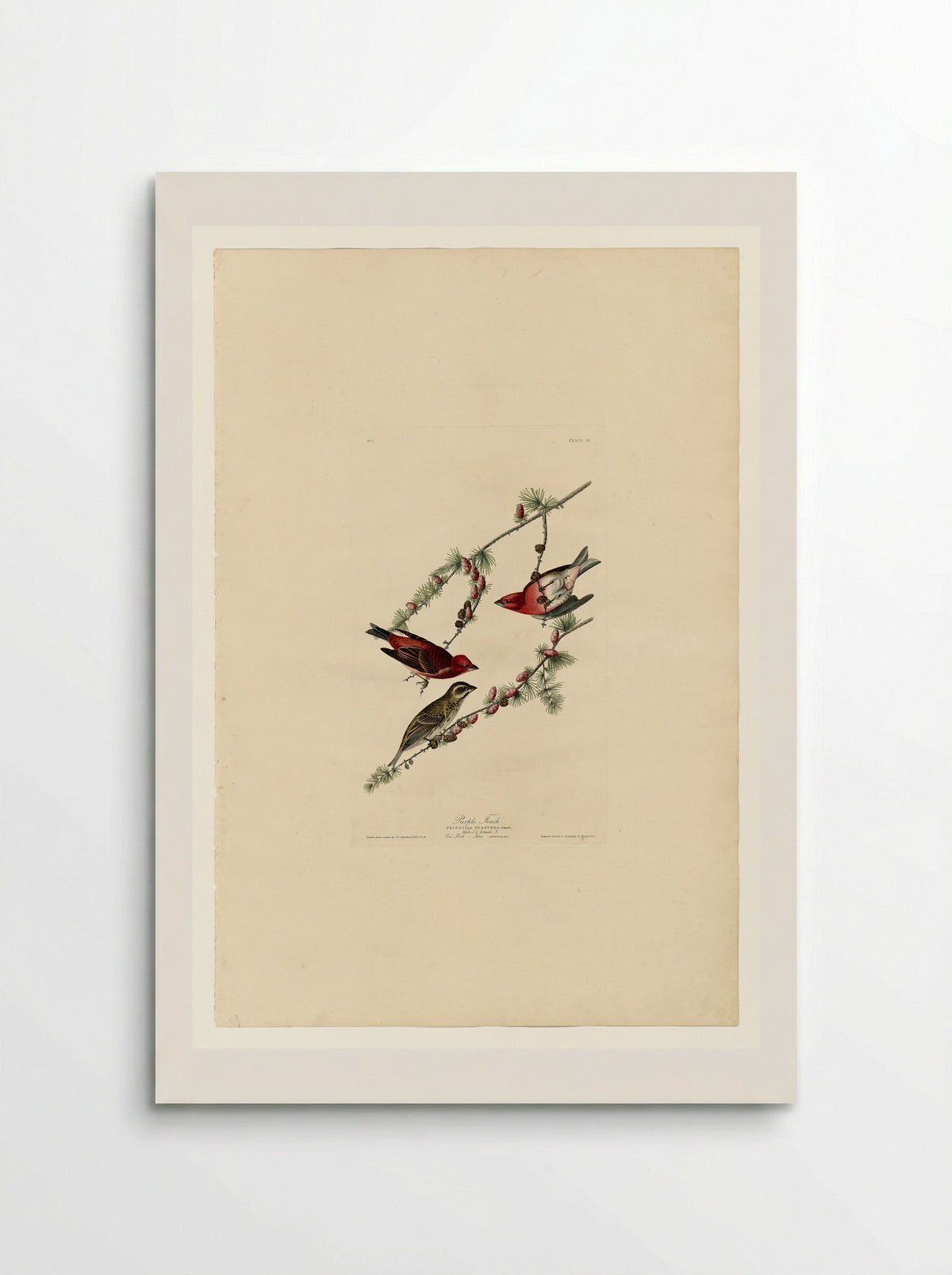 Plate 4. Purple Finch - John James Audubon - Poster