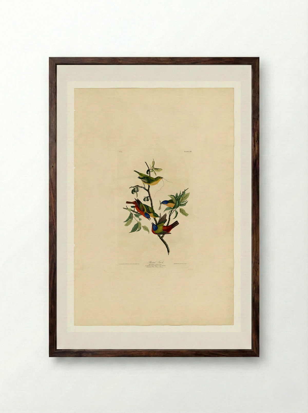 Plate 53. Painted Finch - John James Audubon - Framed Print Dark Wood