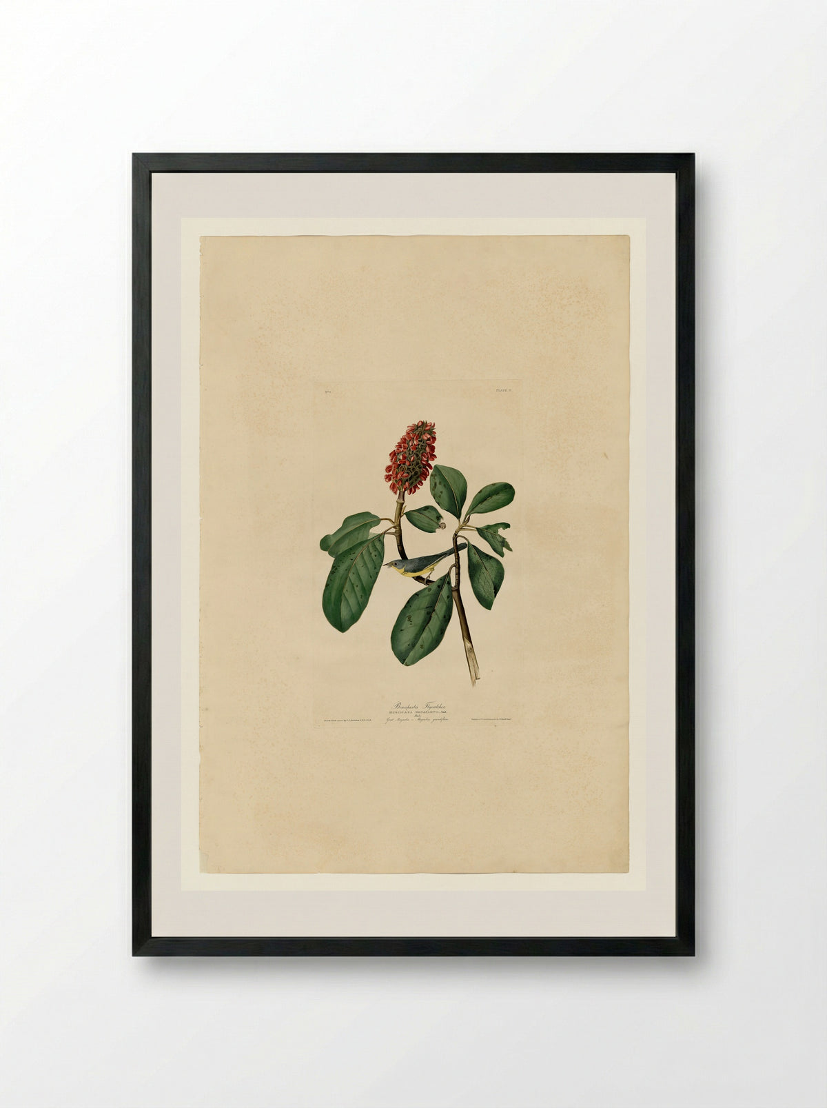 Plate 5. Bonaparte's Flycatcher - John James Audubon - Framed Print Black