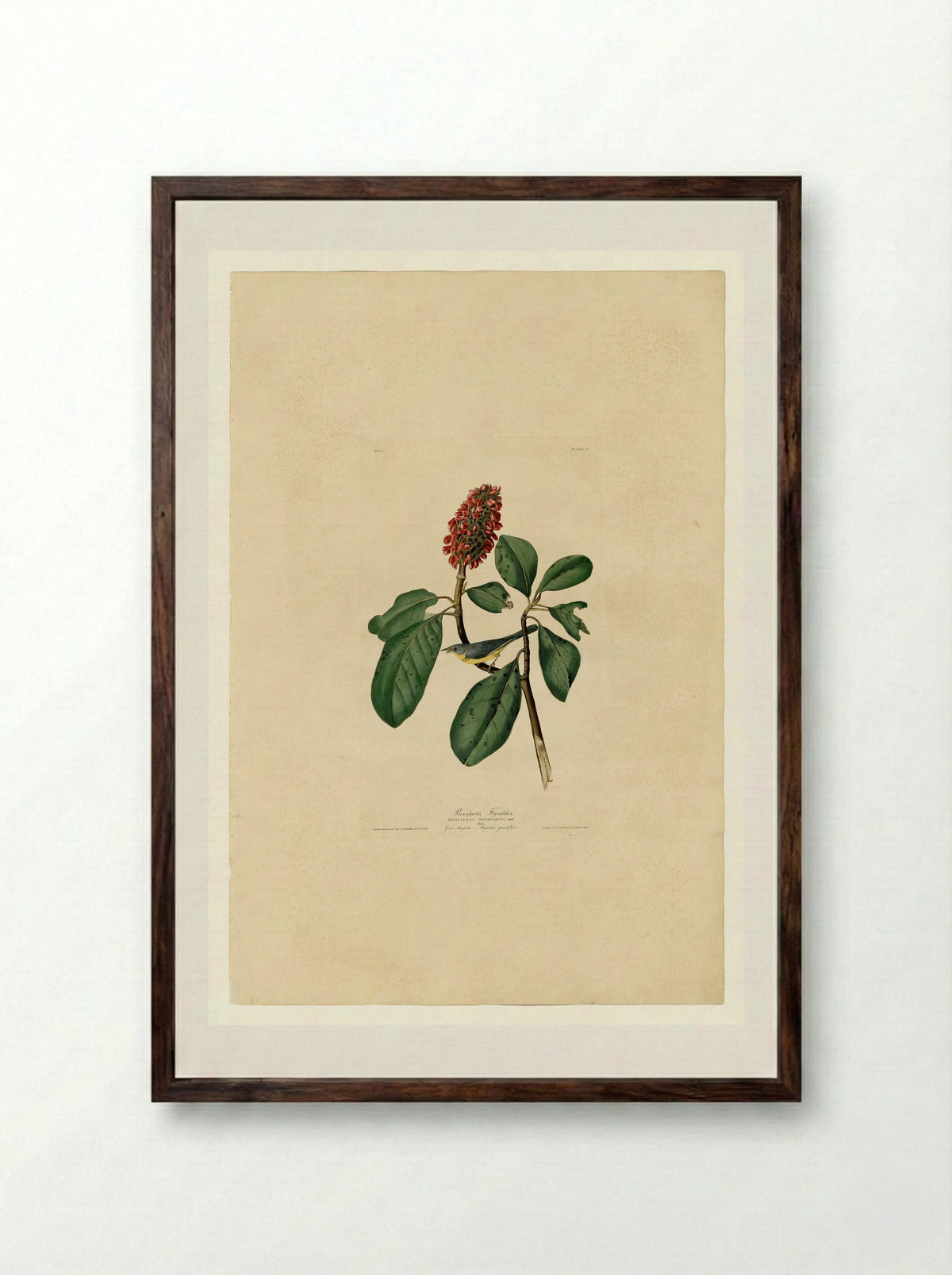 Plate 5. Bonaparte's Flycatcher - John James Audubon - Framed Print Dark Wood