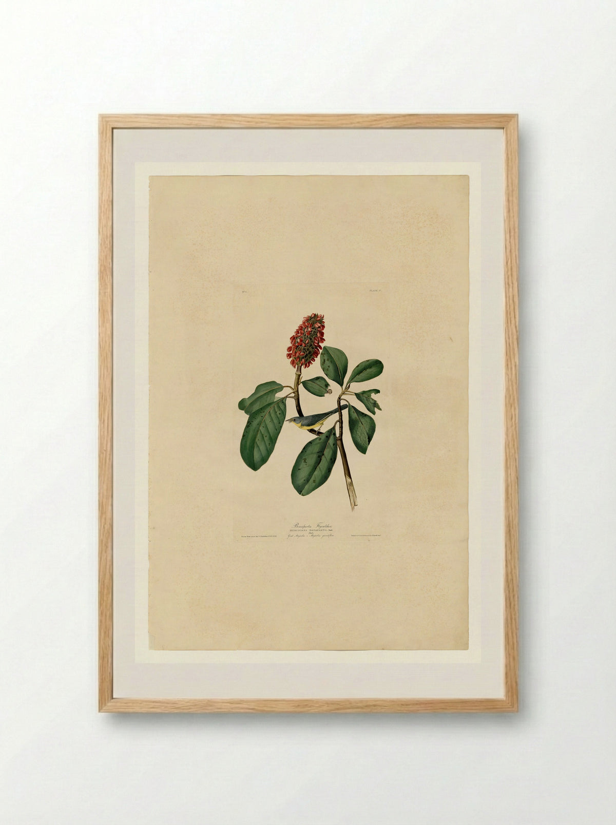 Plate 5. Bonaparte's Flycatcher - John James Audubon - Framed Print Wood